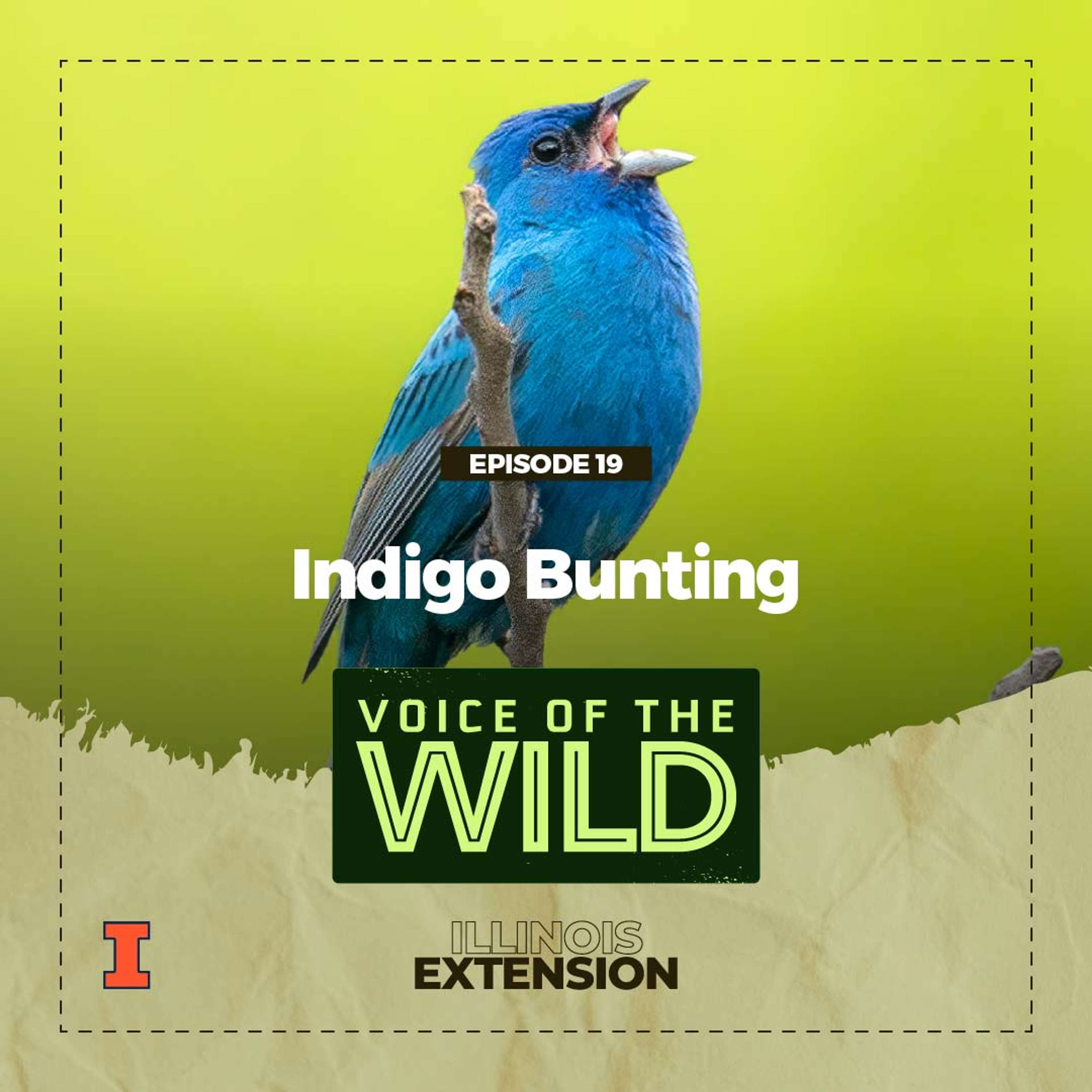 Voice of the Wild