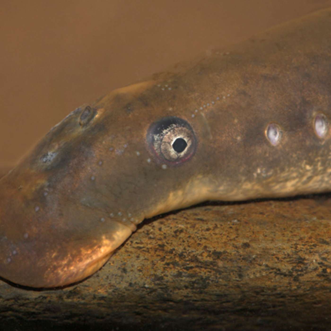 De rivierprik: vampiervis in Nederland