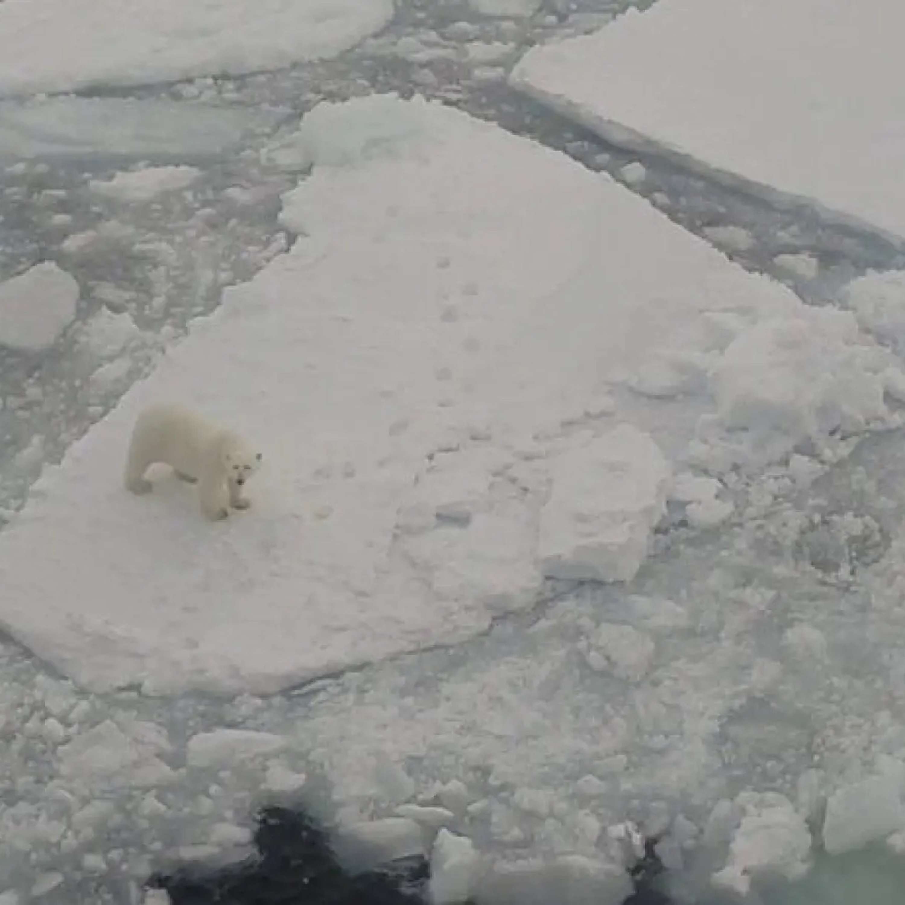 Белые медведи не хотят возвращаться на Свальбард