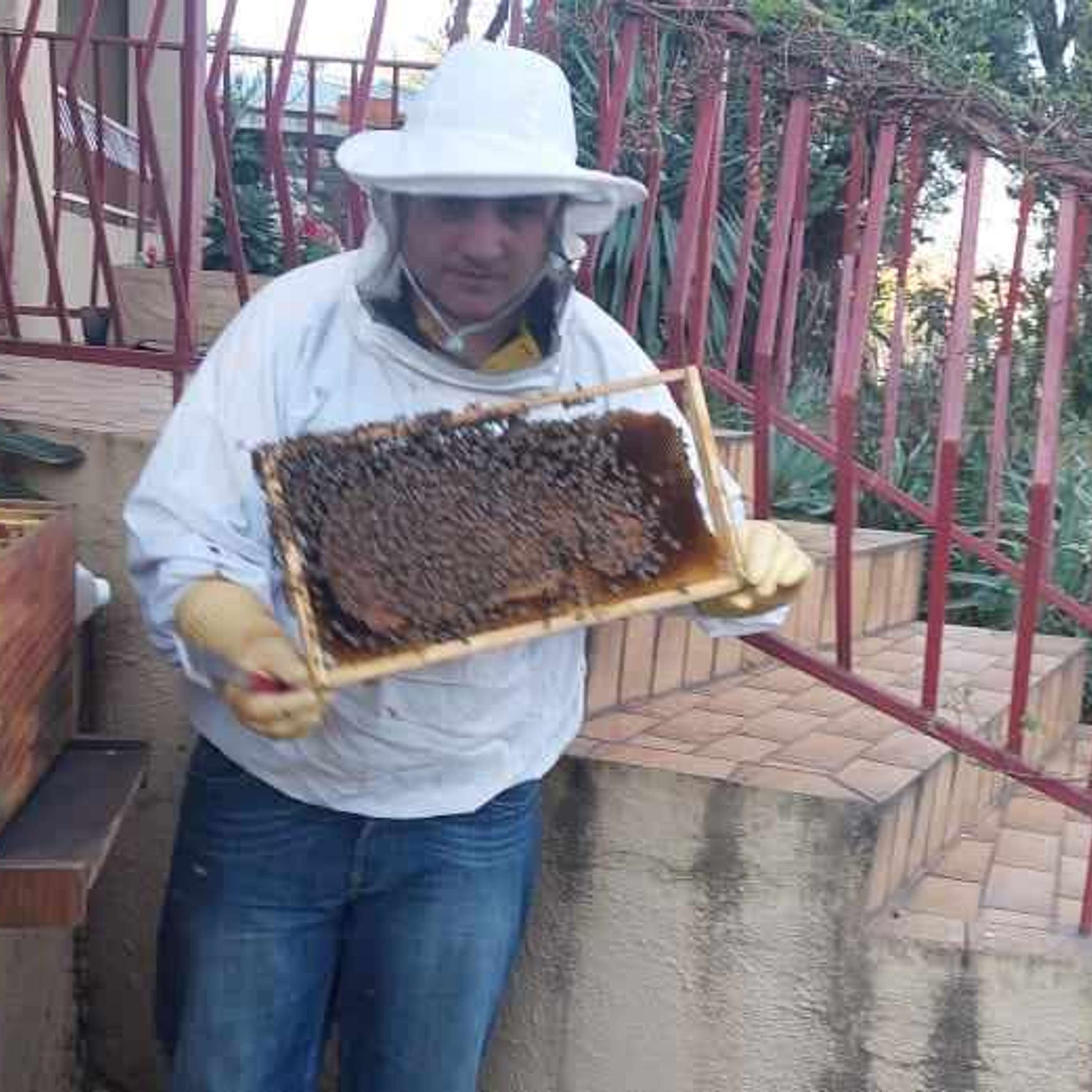 Breeding the Honeybee