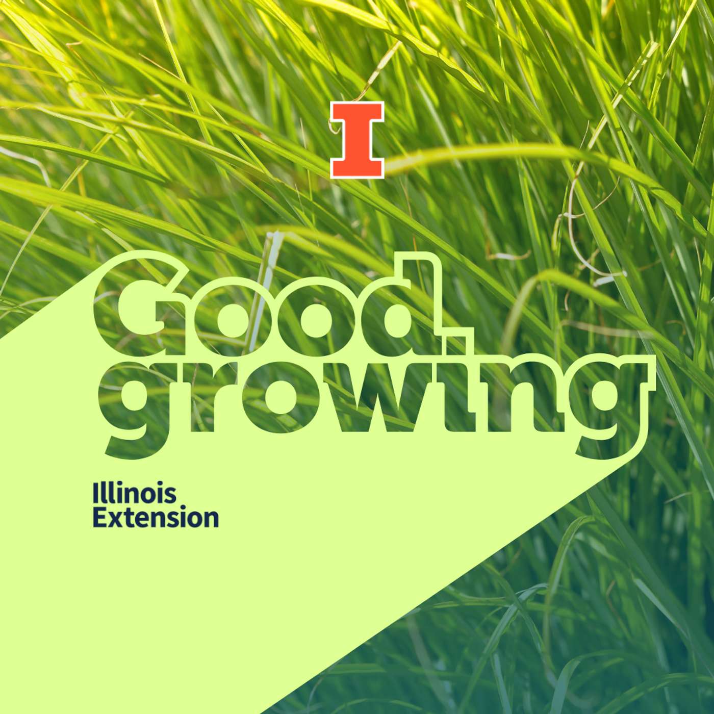 Ep. 203 Native grasses and pollinators: The overlooked role of native grasses in supporting pollinators | #GoodGrowing