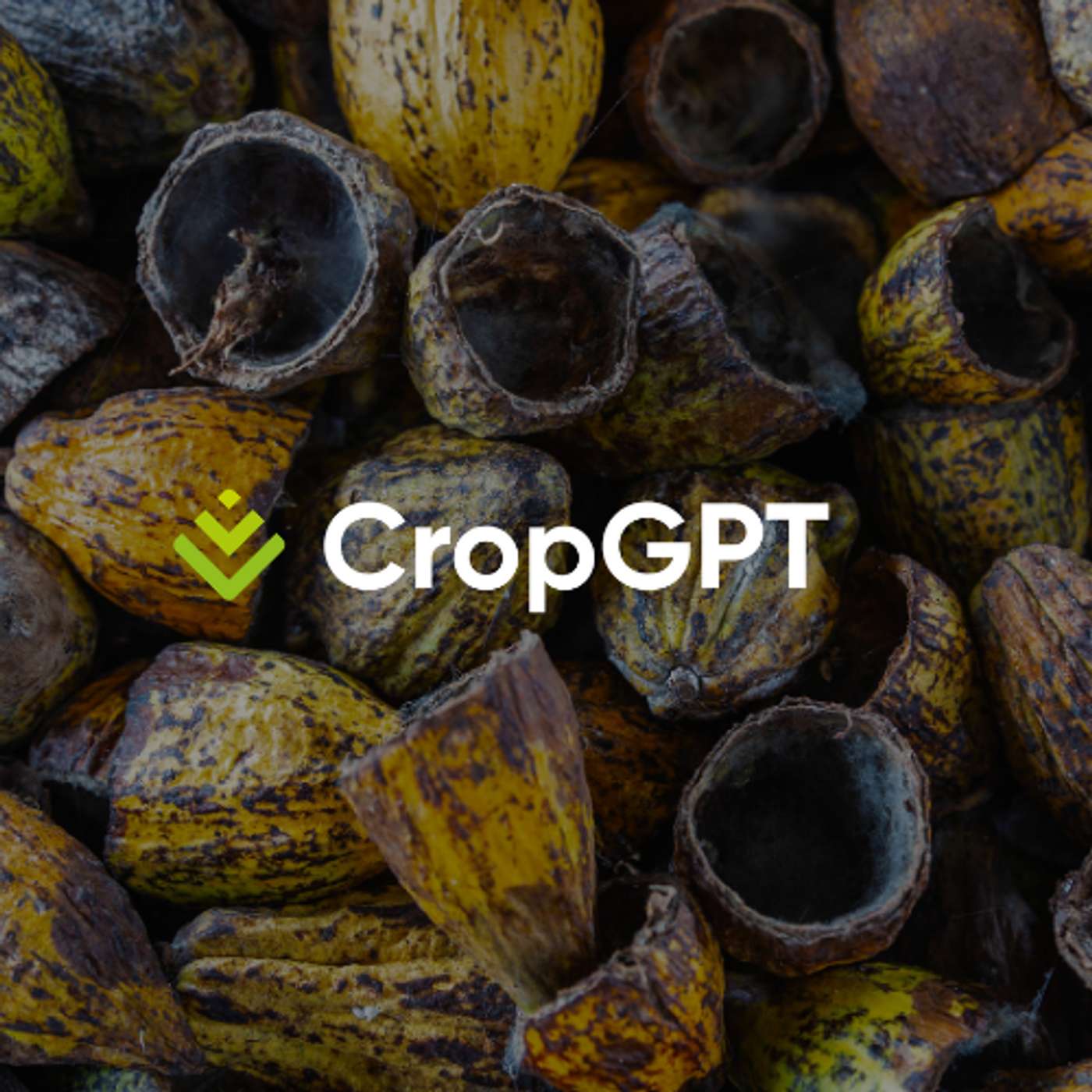 CropGPT - Cocoa - Week 33