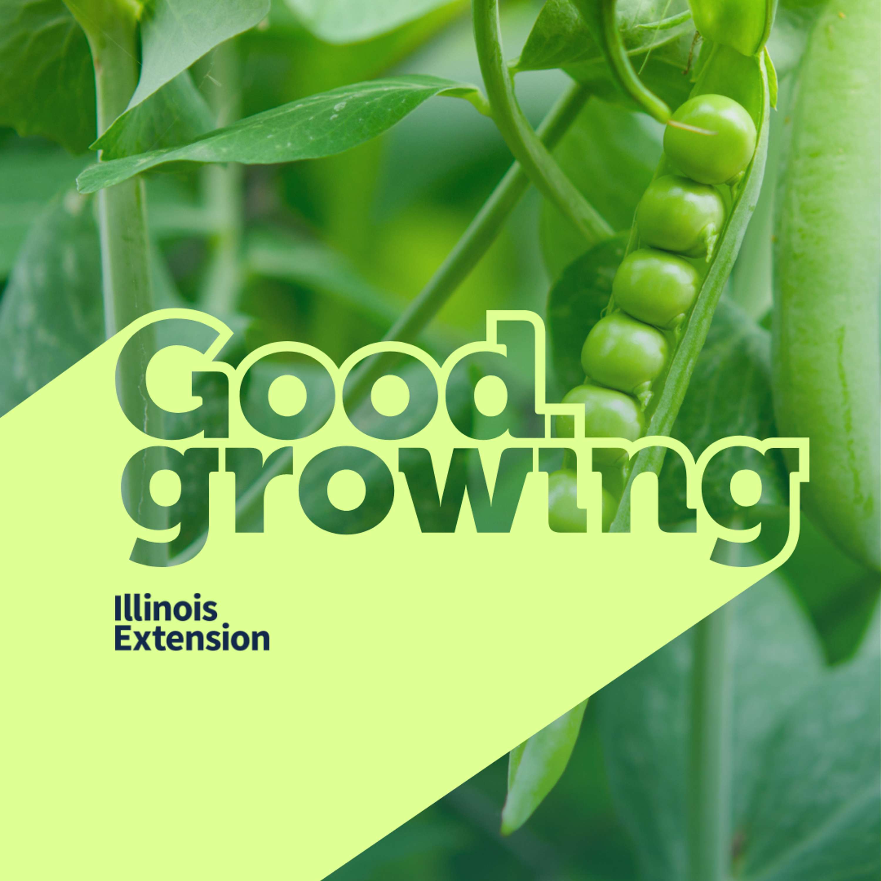 Ep. 202 The Humble Garden Pea: History and How to Grow Them | #GoodGrowing