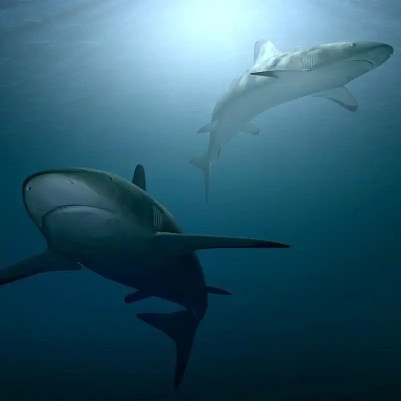 Frilled Sharks - Shark Week 2021
