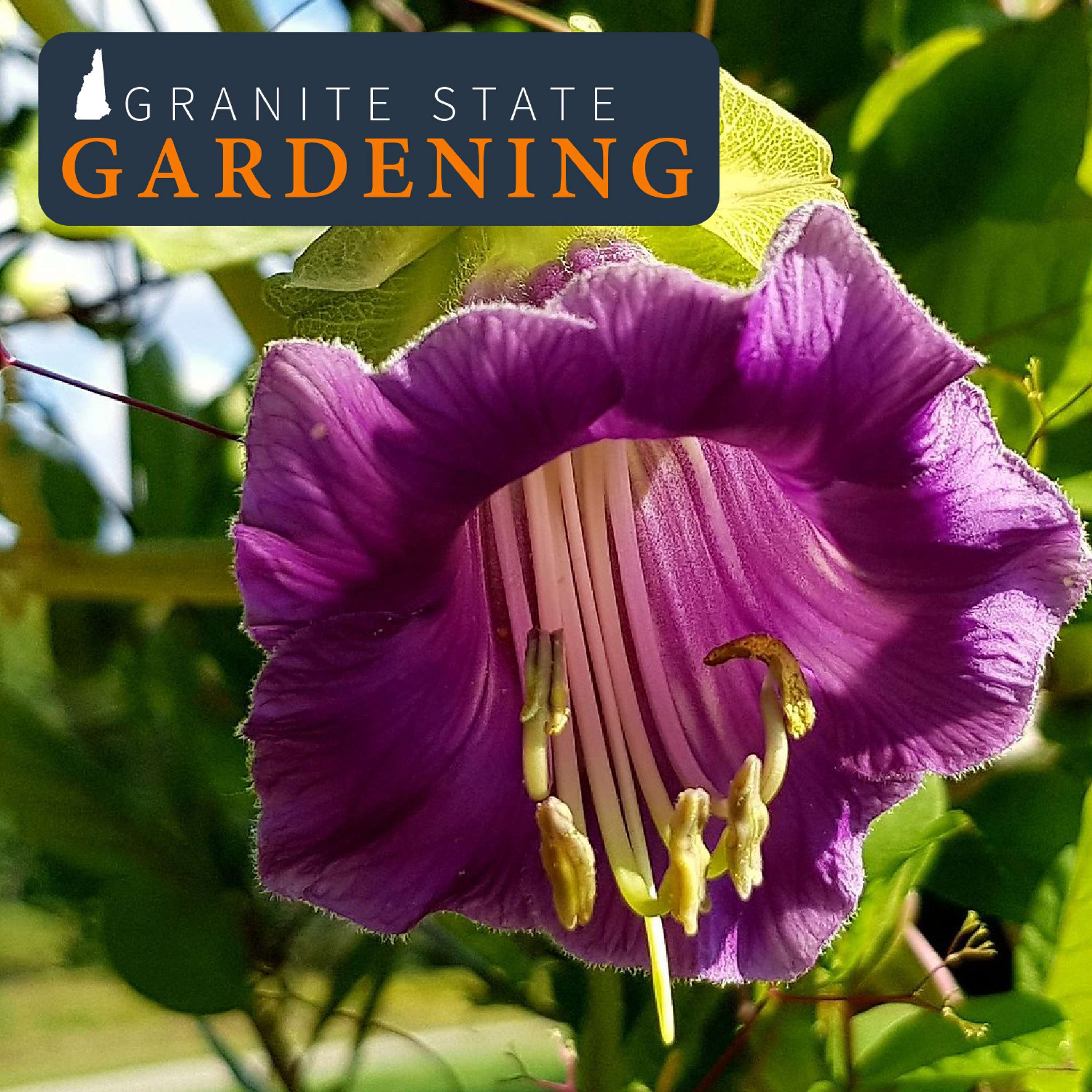 Vines in Northeast Gardens and Landscapes