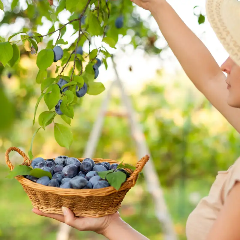 Grow Fruit Trees Fast! with John Cline