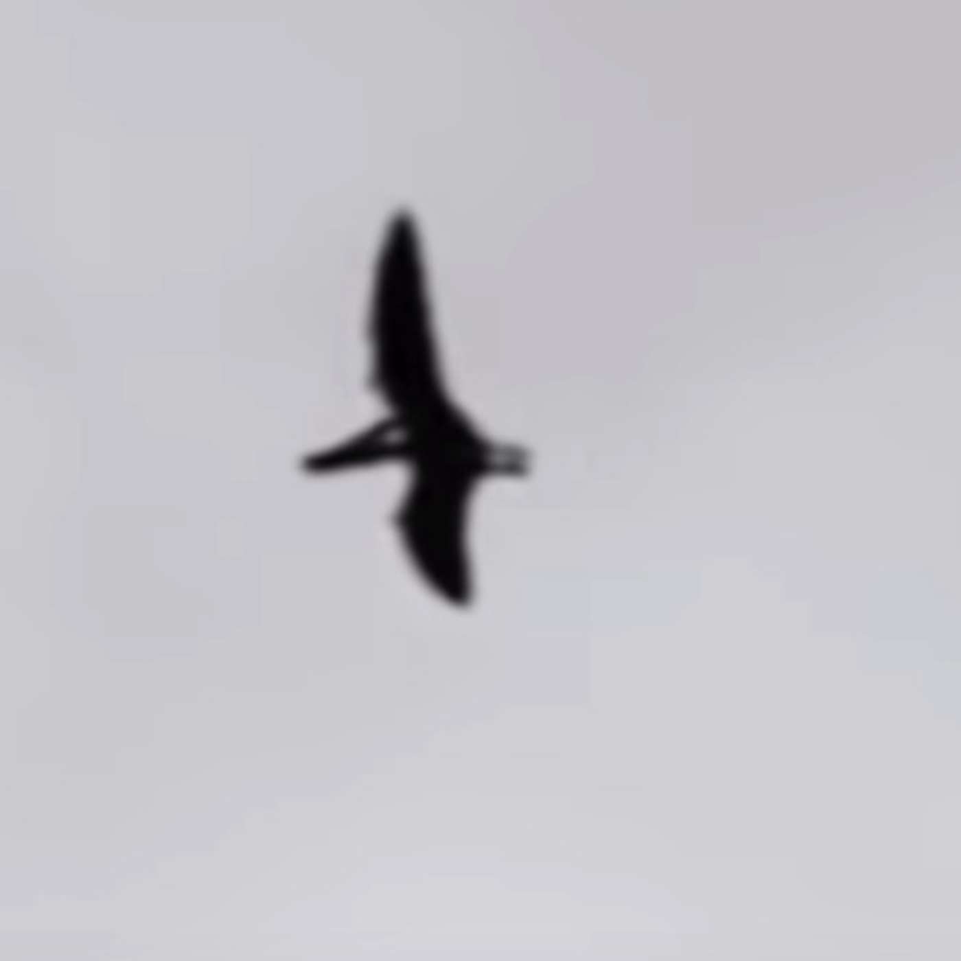 Living Dinosaurs? A Pteranodon (Pterodactyl) Video Analysis.