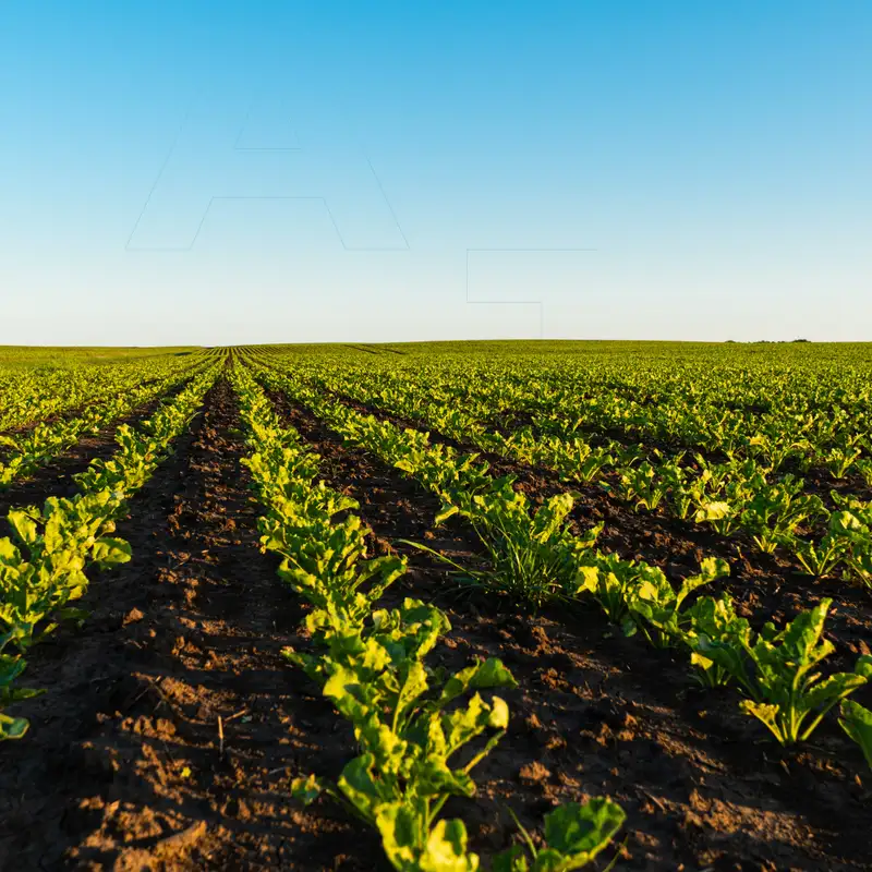 Maximising Sugar Beet Yield in the UK