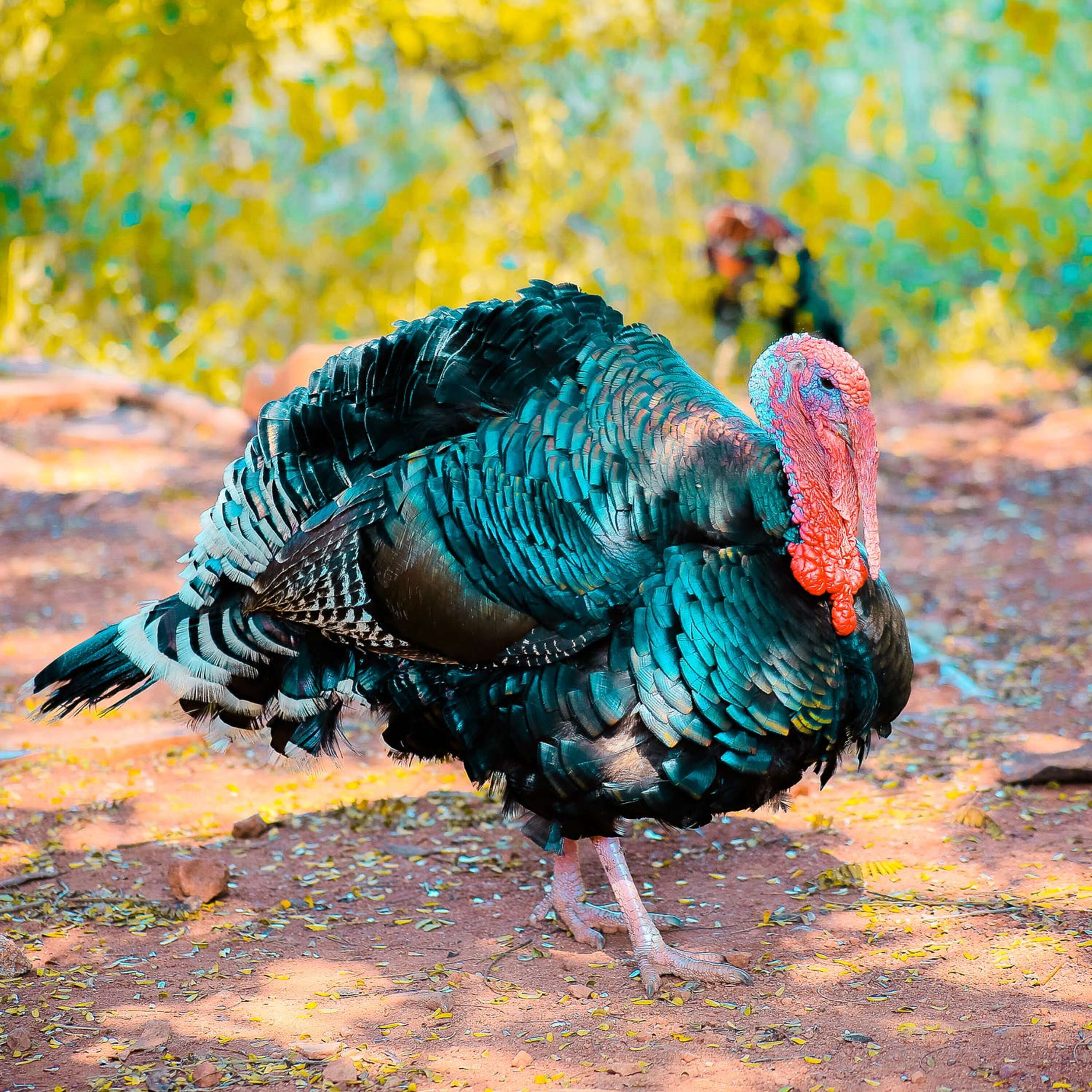 Thanksgiving Special 2020 - What If Everyone Was Welcome?