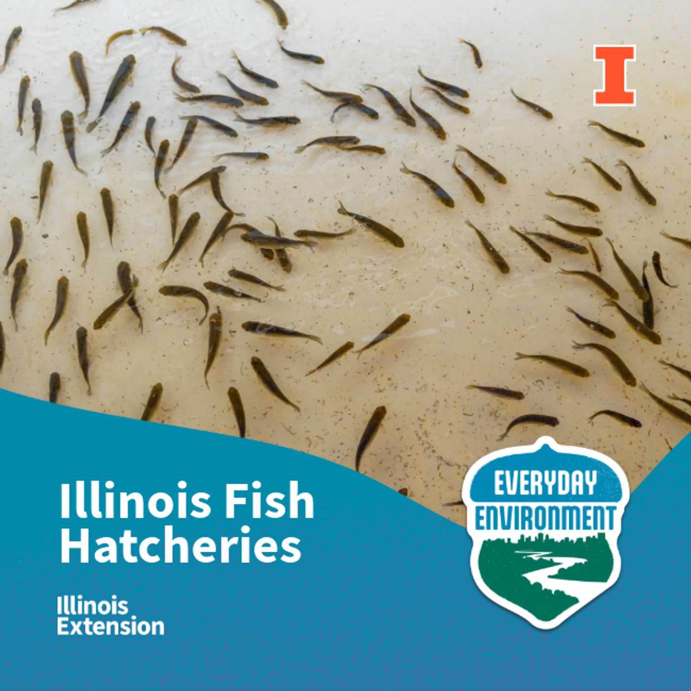 An alien experience they just keep coming back for: fish hatcheries in Illinois with Kayleigh Smith