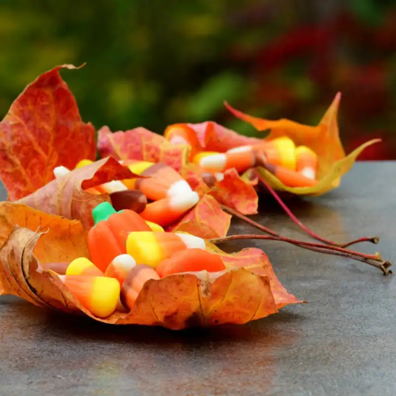 #257: These are a few of our favorite fall things