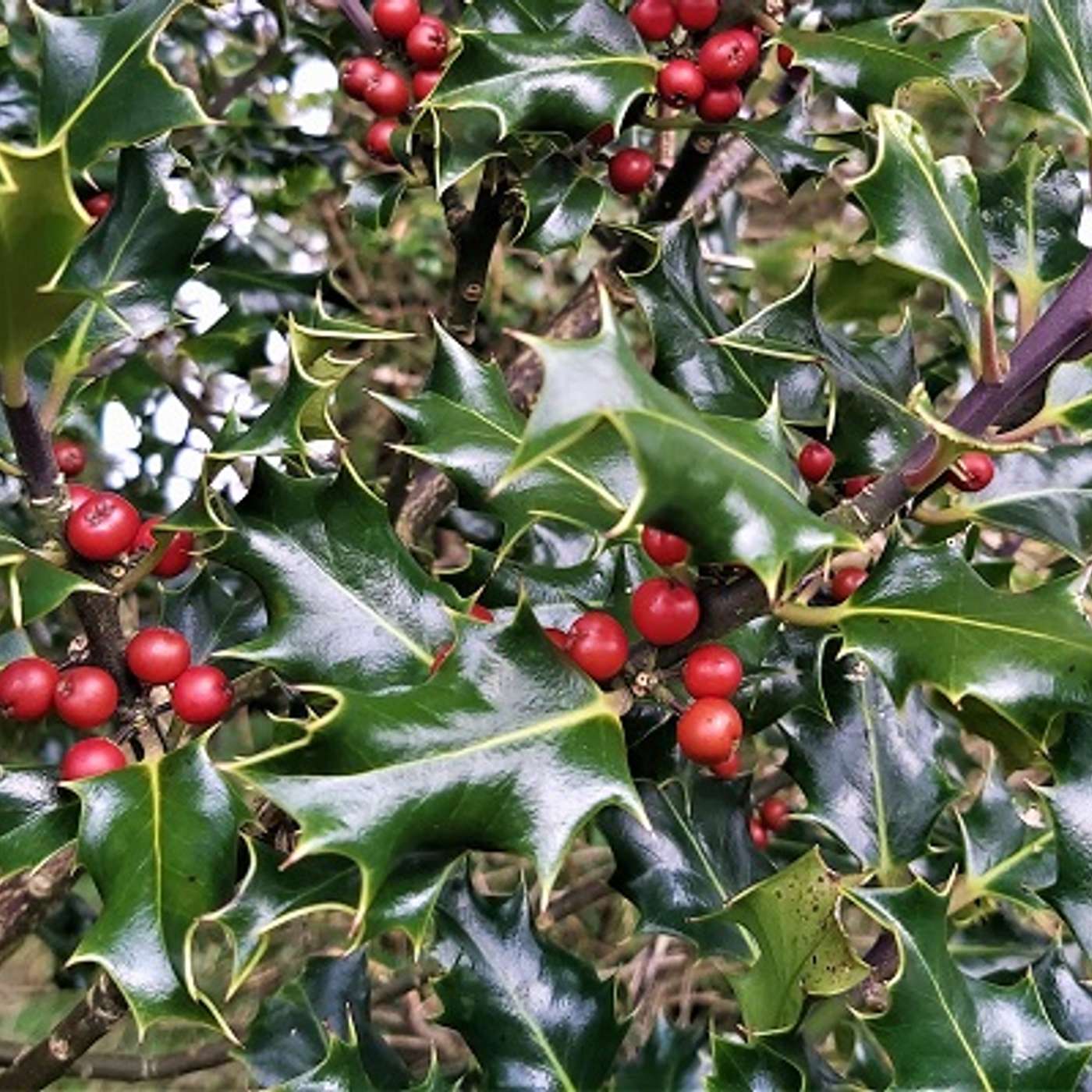 Deck the Halls with Boughs of Holly
