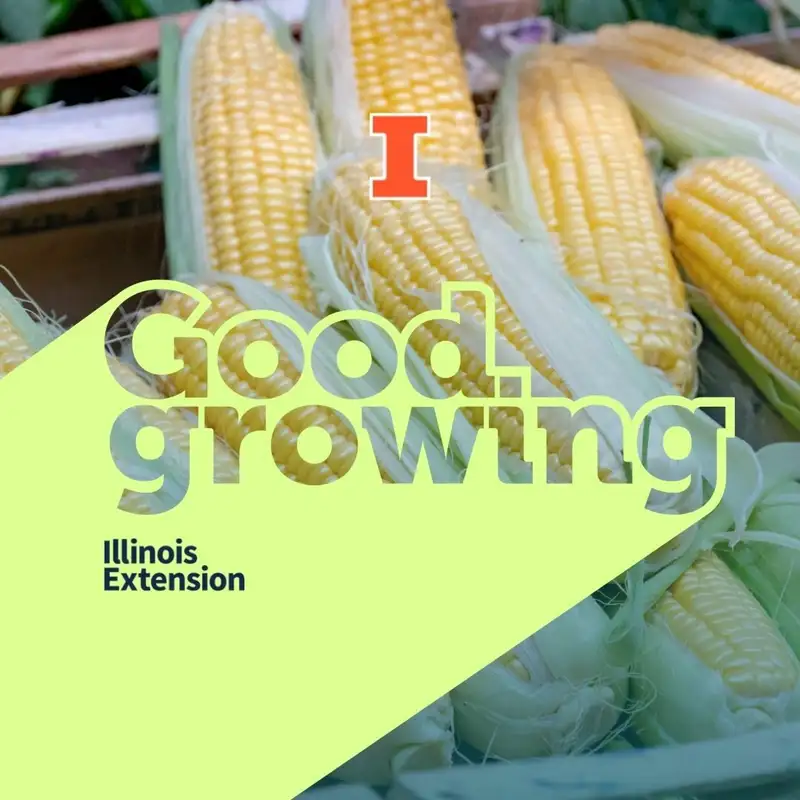 Ep. 78 Tips for growing sweet corn - pests, harvesting and more! #GoodGrowing