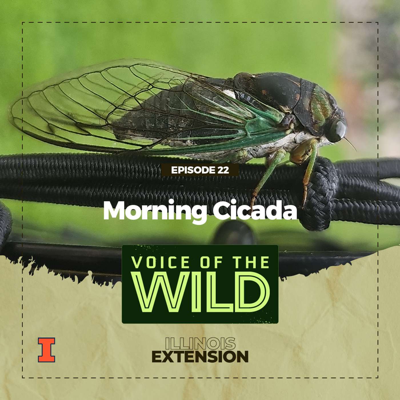 Voice of the Wild