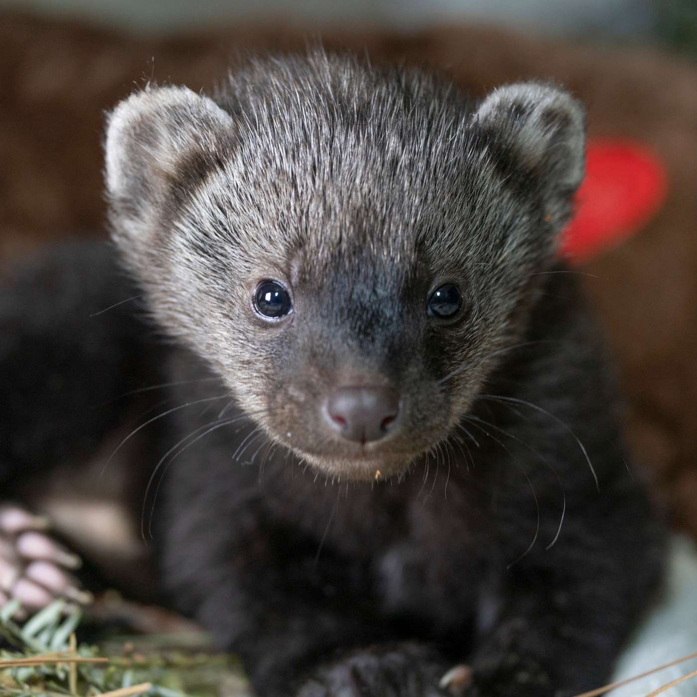 The Fisher The Fisher