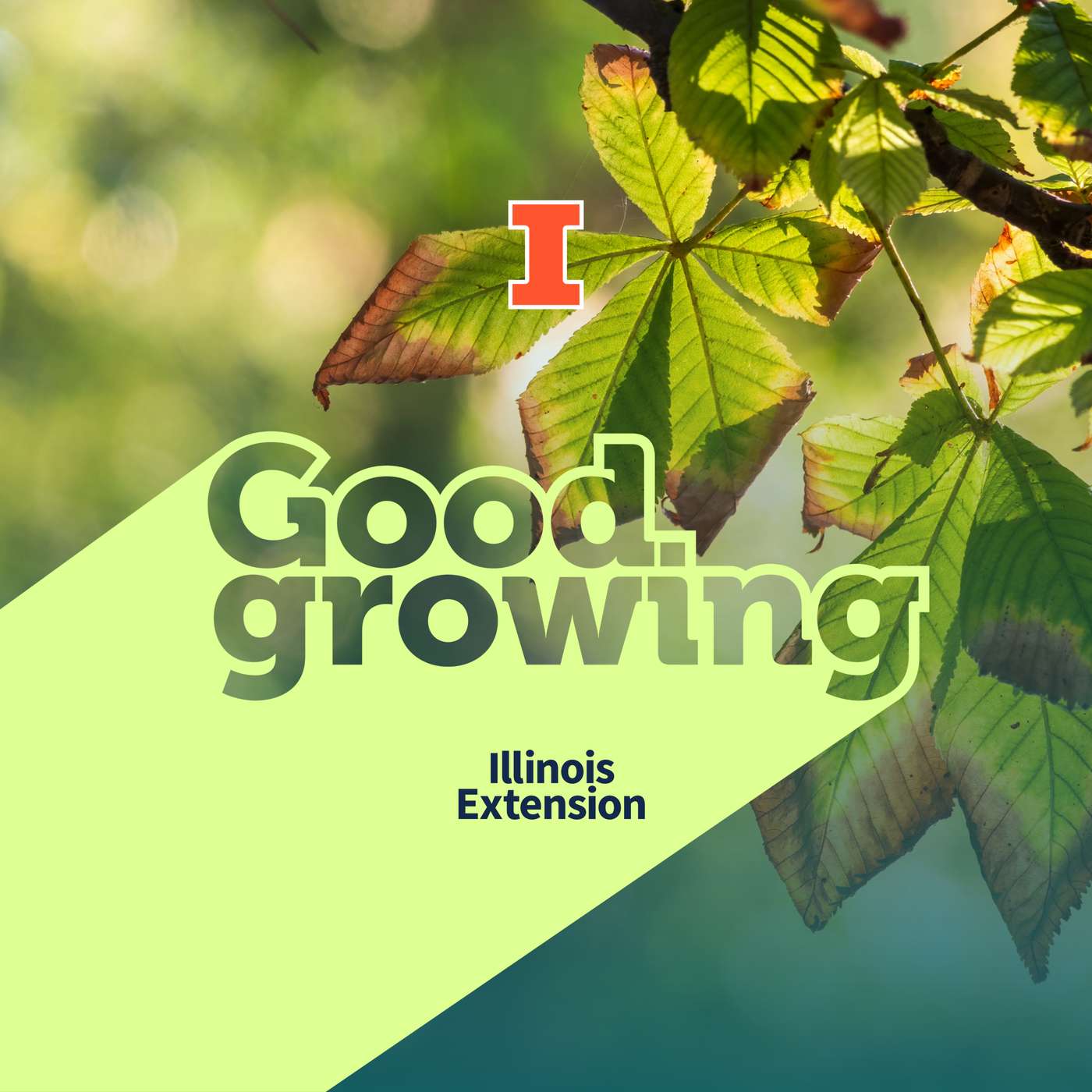 Ep. 223 Preparing for Fall Drought in the Garden and Landscape | #GoodGrowing