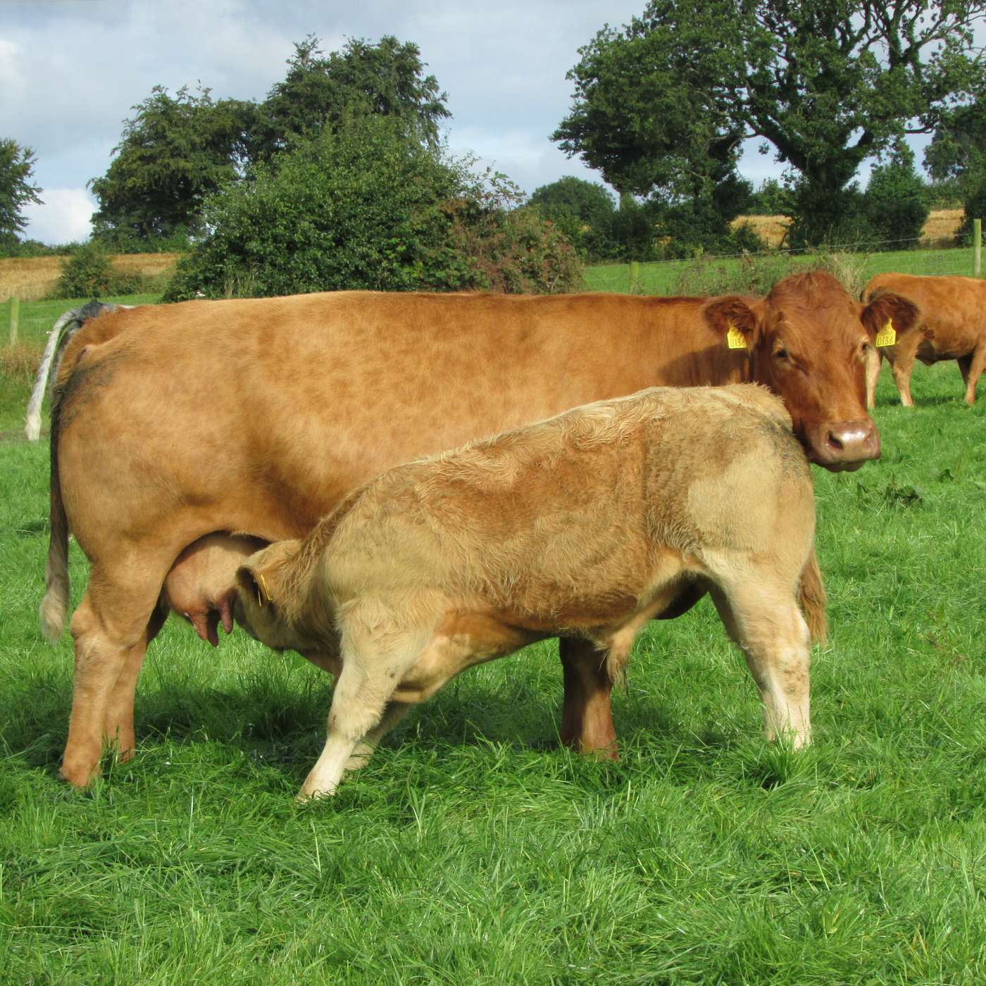 The Beef Edge