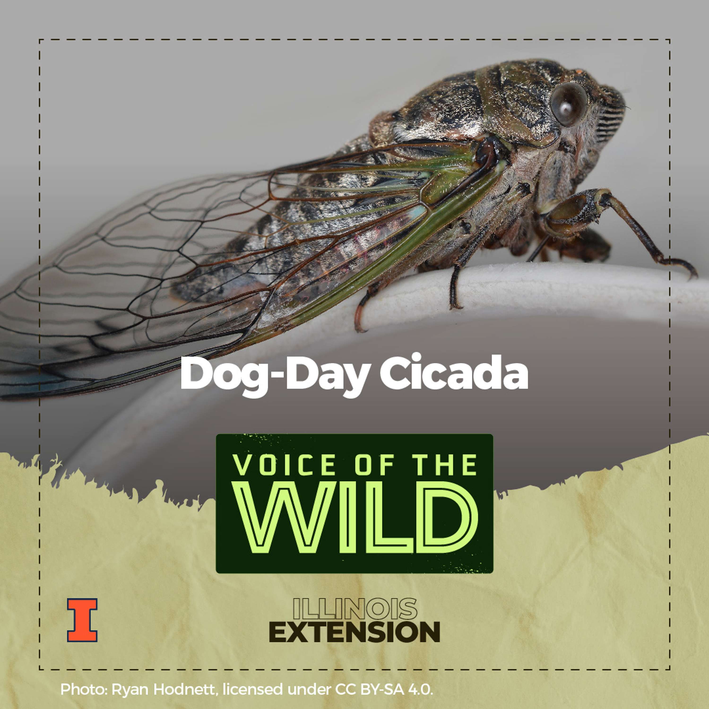 Voice of the Wild