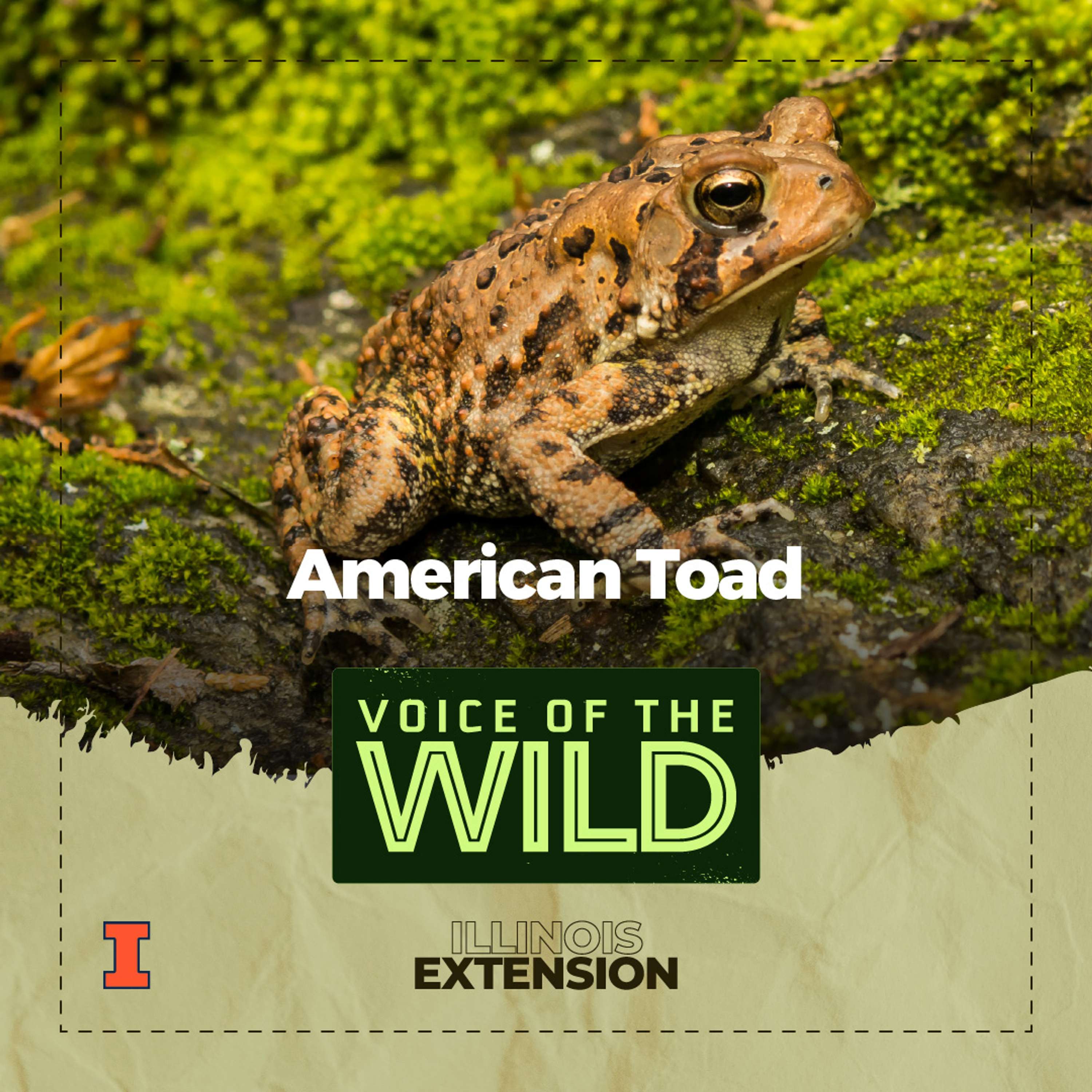Voice of the Wild