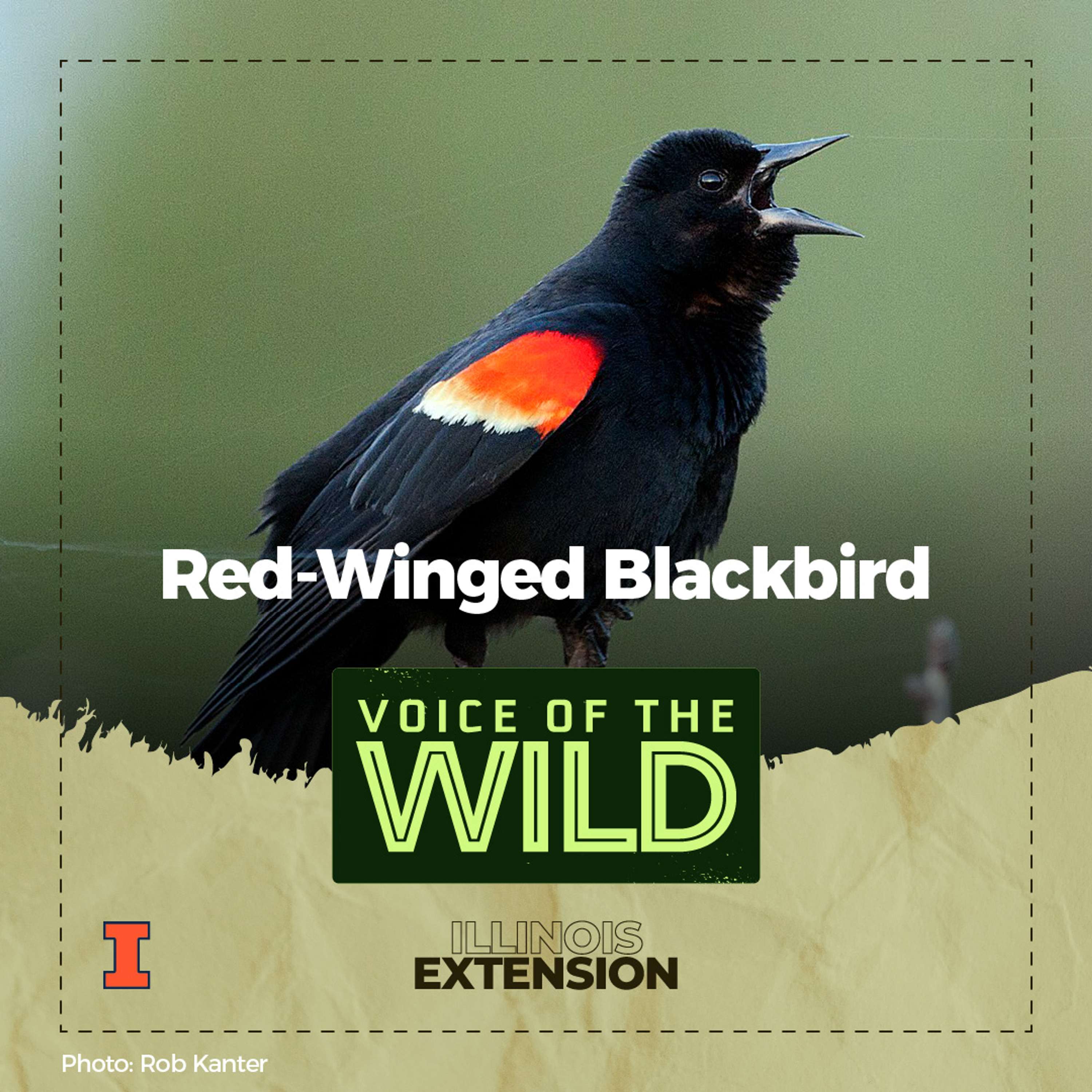 Voice of the Wild
