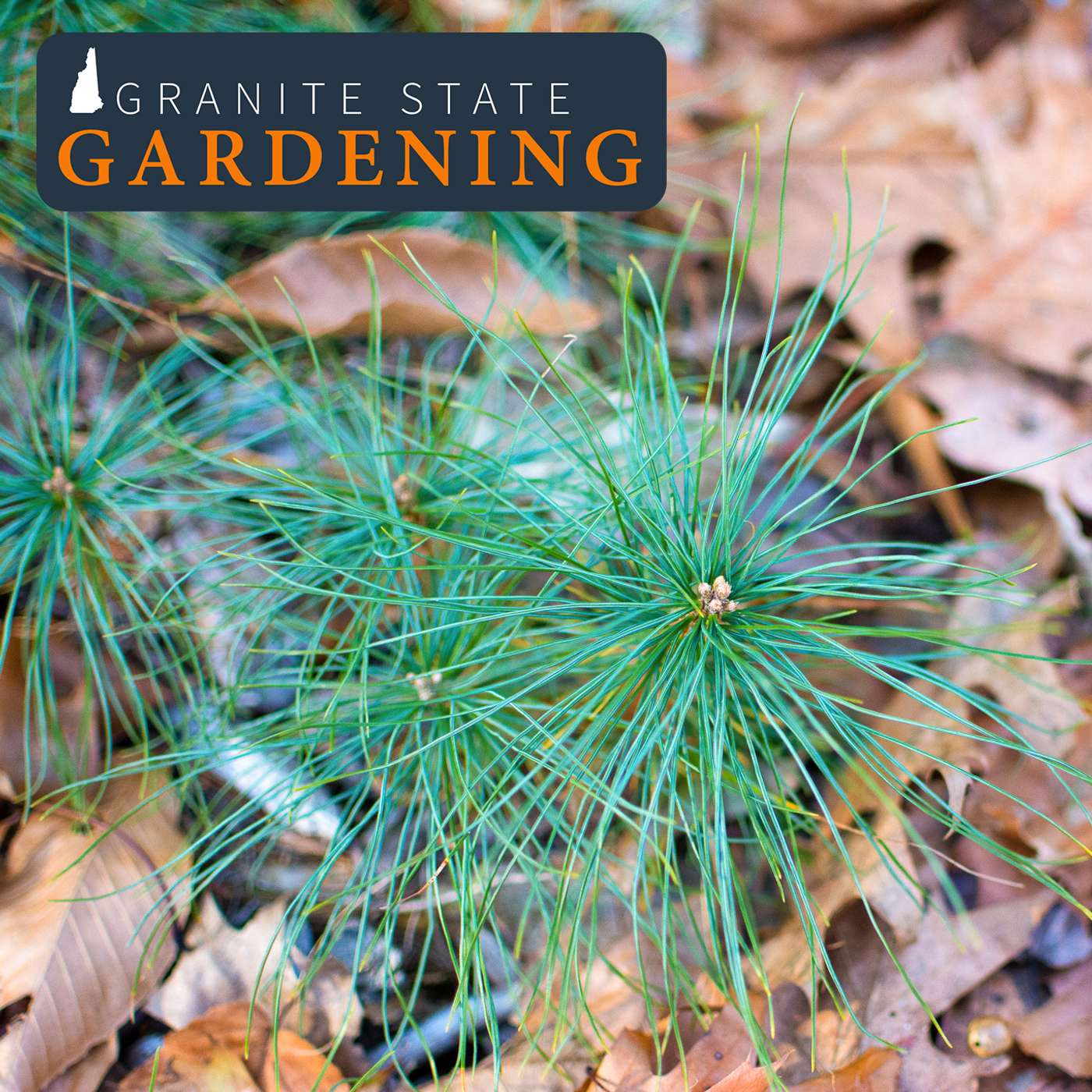 Landscape Trees (part 1): Selection, Planting, Transplanting and Care
