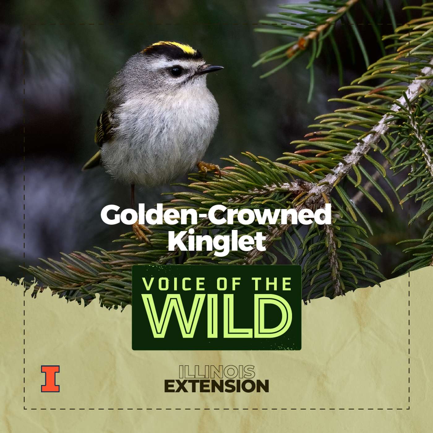 Voice of the Wild