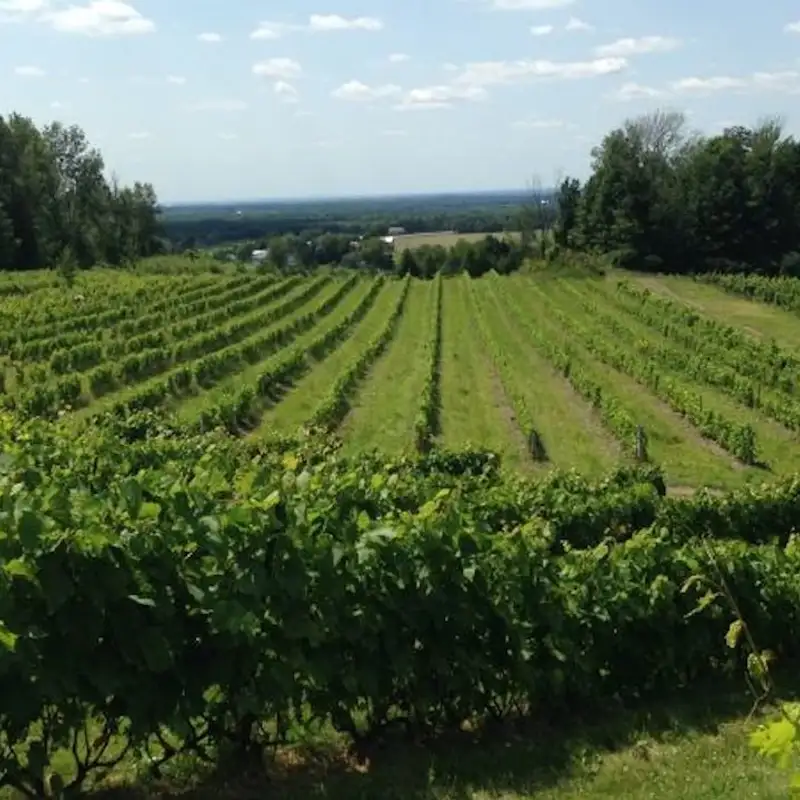 Vins et climat : un bon cocktail ?
