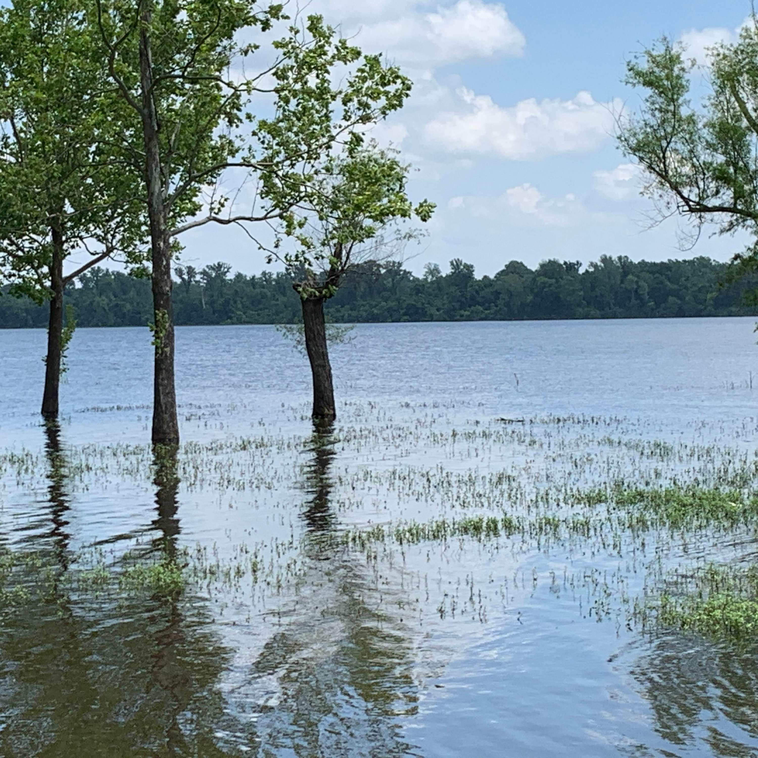 Arkansas AgCast