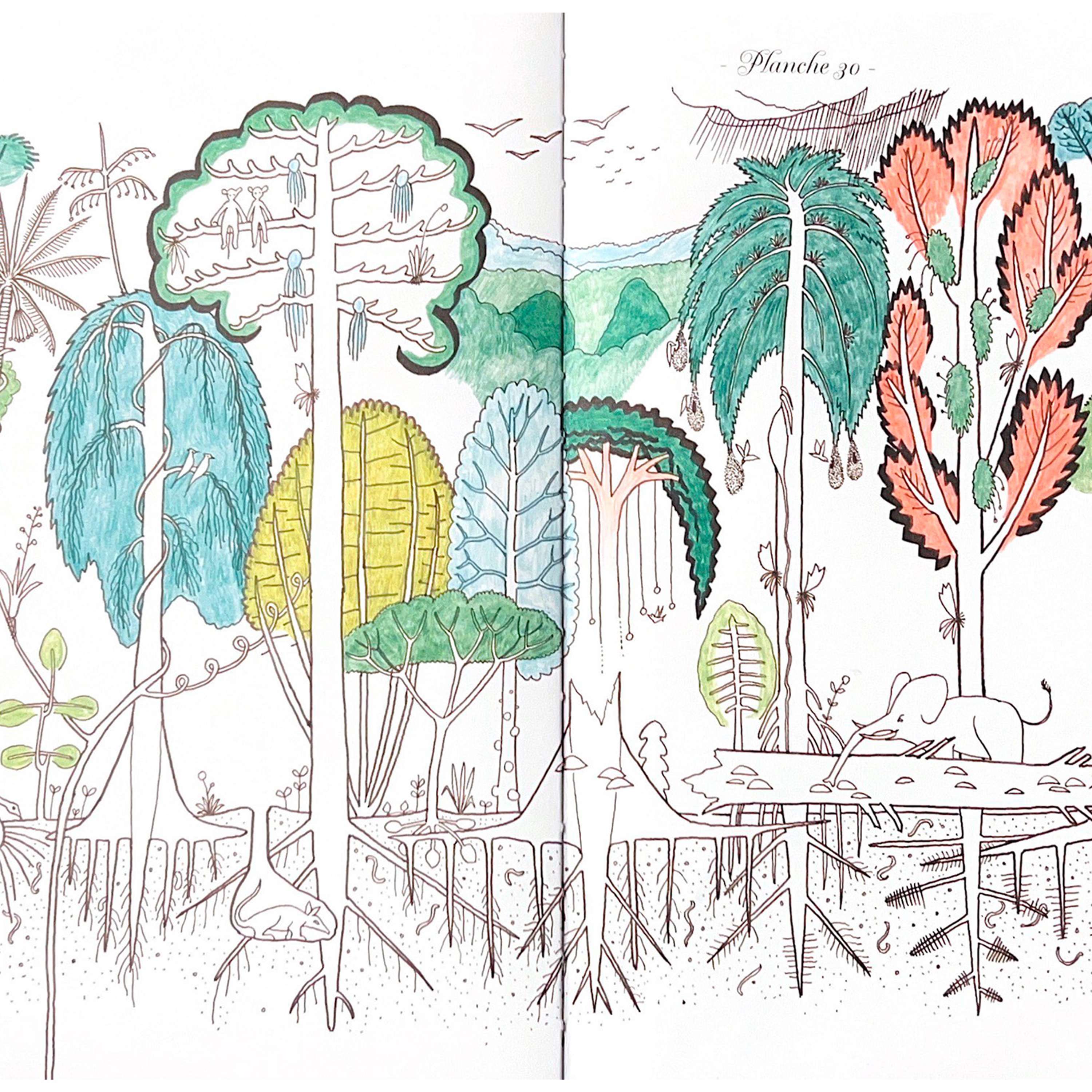 Sciences dessinées, par Lou Herrmann