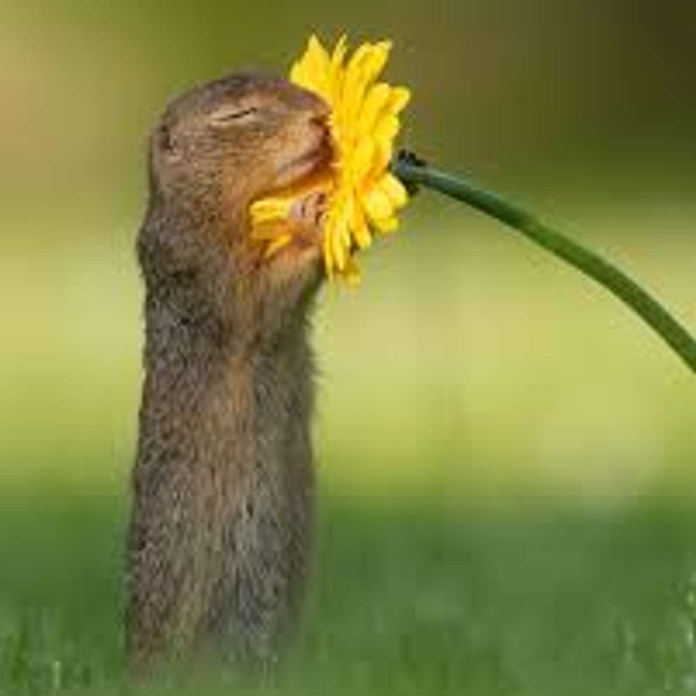 Photographer Catches Squirrel Stopping to Smell a Flower