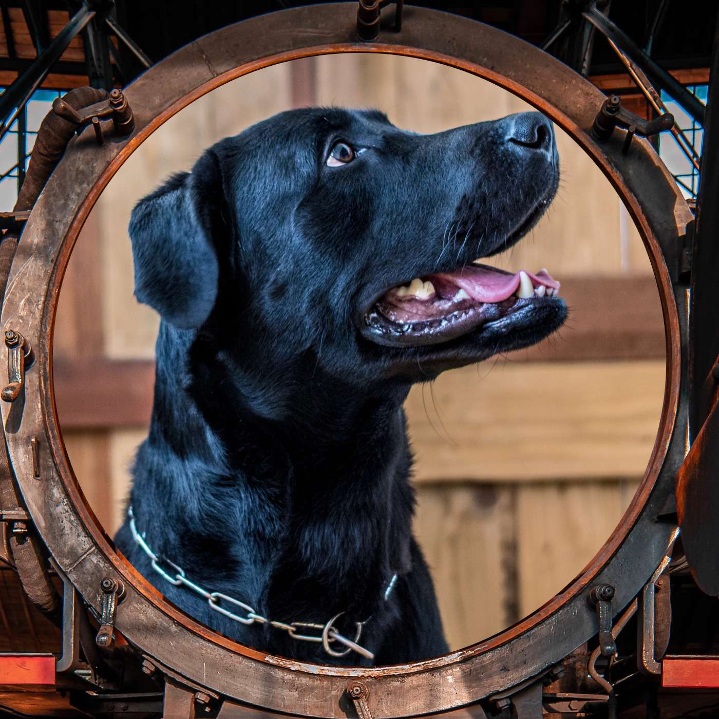 Patchee and the Blue Tentacle