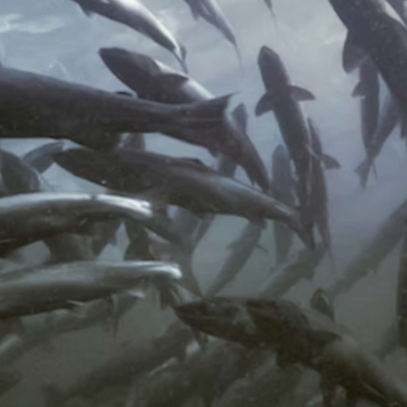 Will the Outer Hebrides be the UK's Salmon Stronghold?