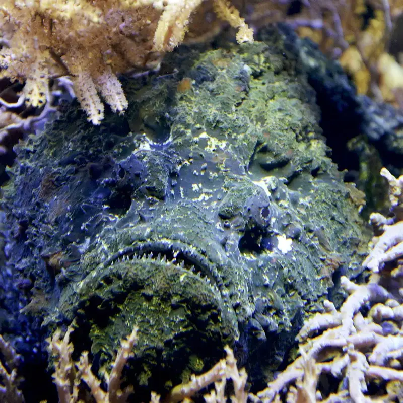 Stonefish