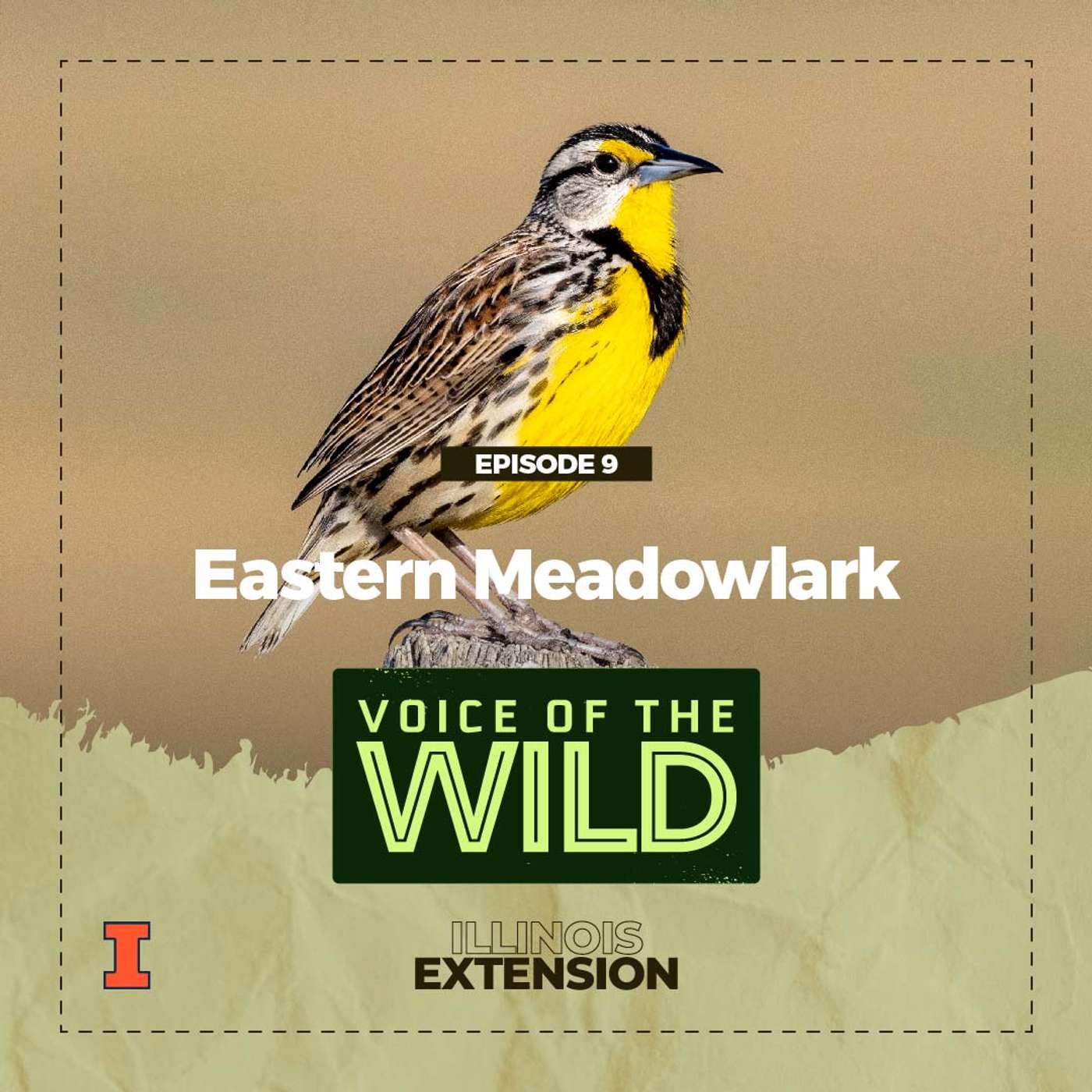 Voice of the Wild