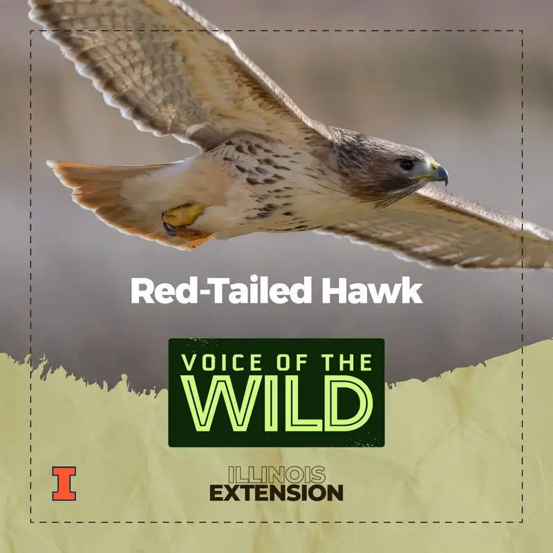 Episode 36: Red-Tailed Hawk – Voice of the Wild