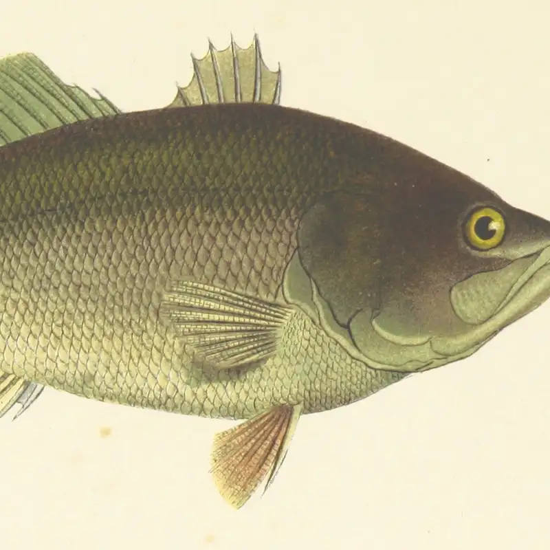 A fish tale