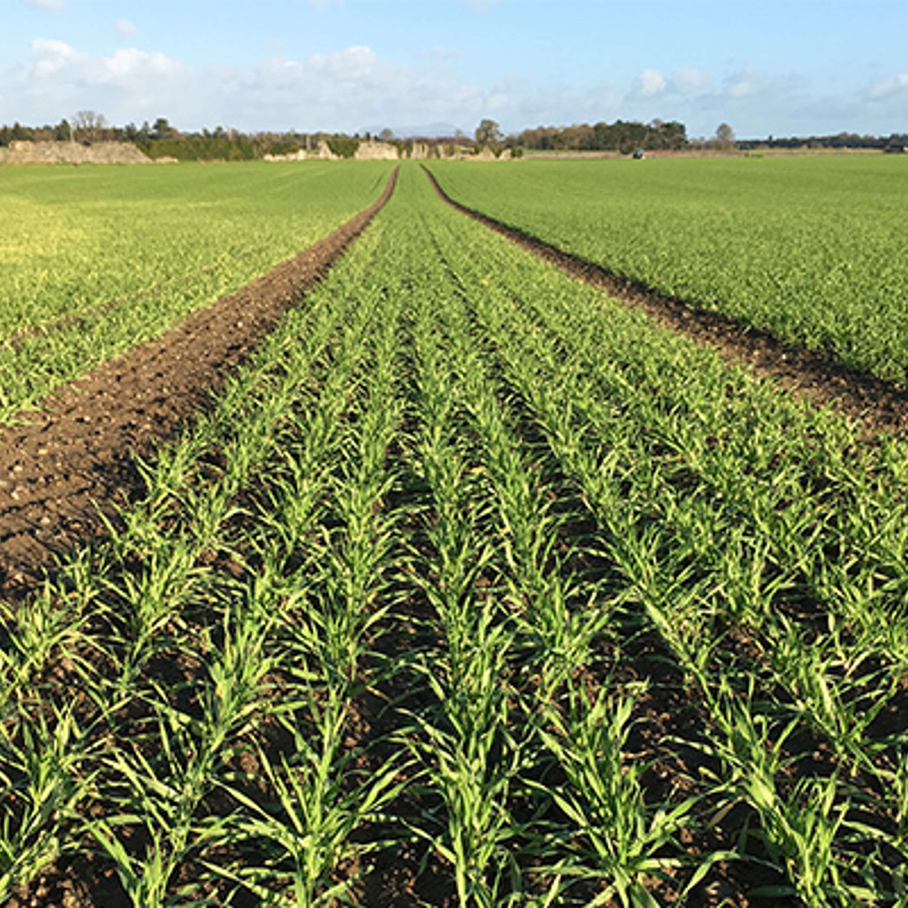The Tillage Edge