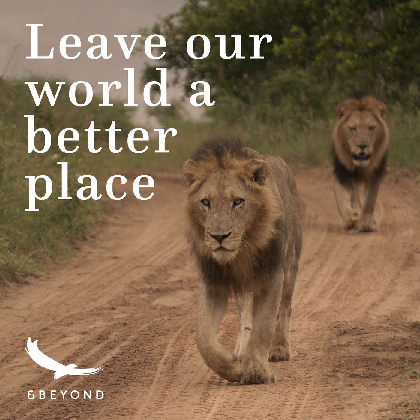 Lion conservation in private reserves with Simon Naylor