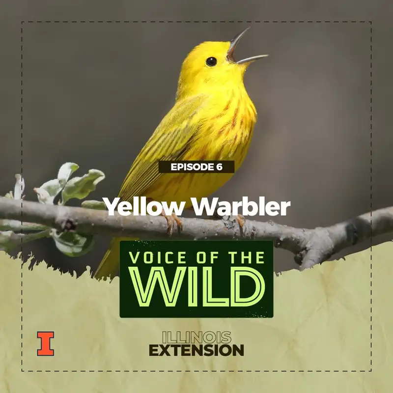 Episode 6: Yellow Warbler – Voice of the Wild