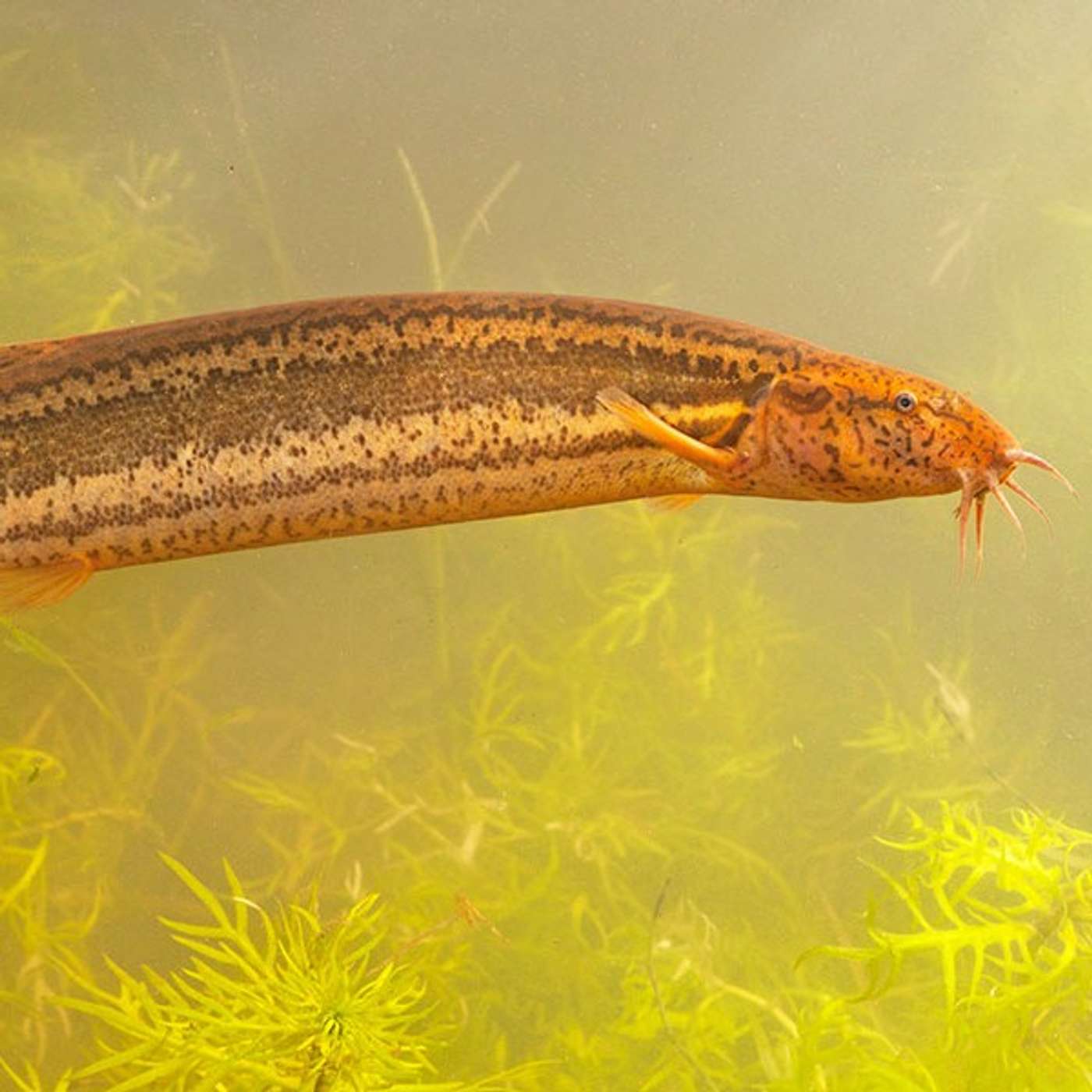 De grote modderkruiper, ook wel de "weeraal" genoemd