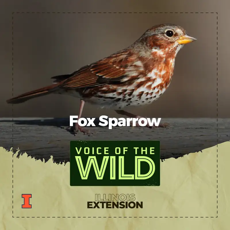 Episode 80: Fox Sparrow – Voice of the Wild