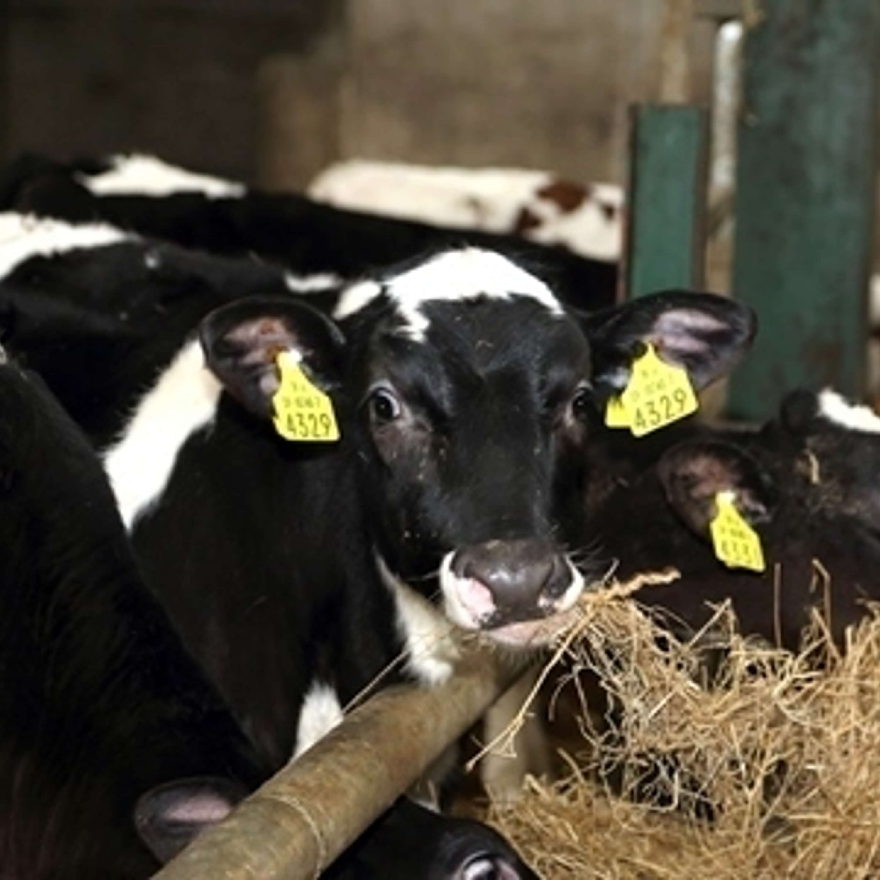 The Dairy Edge