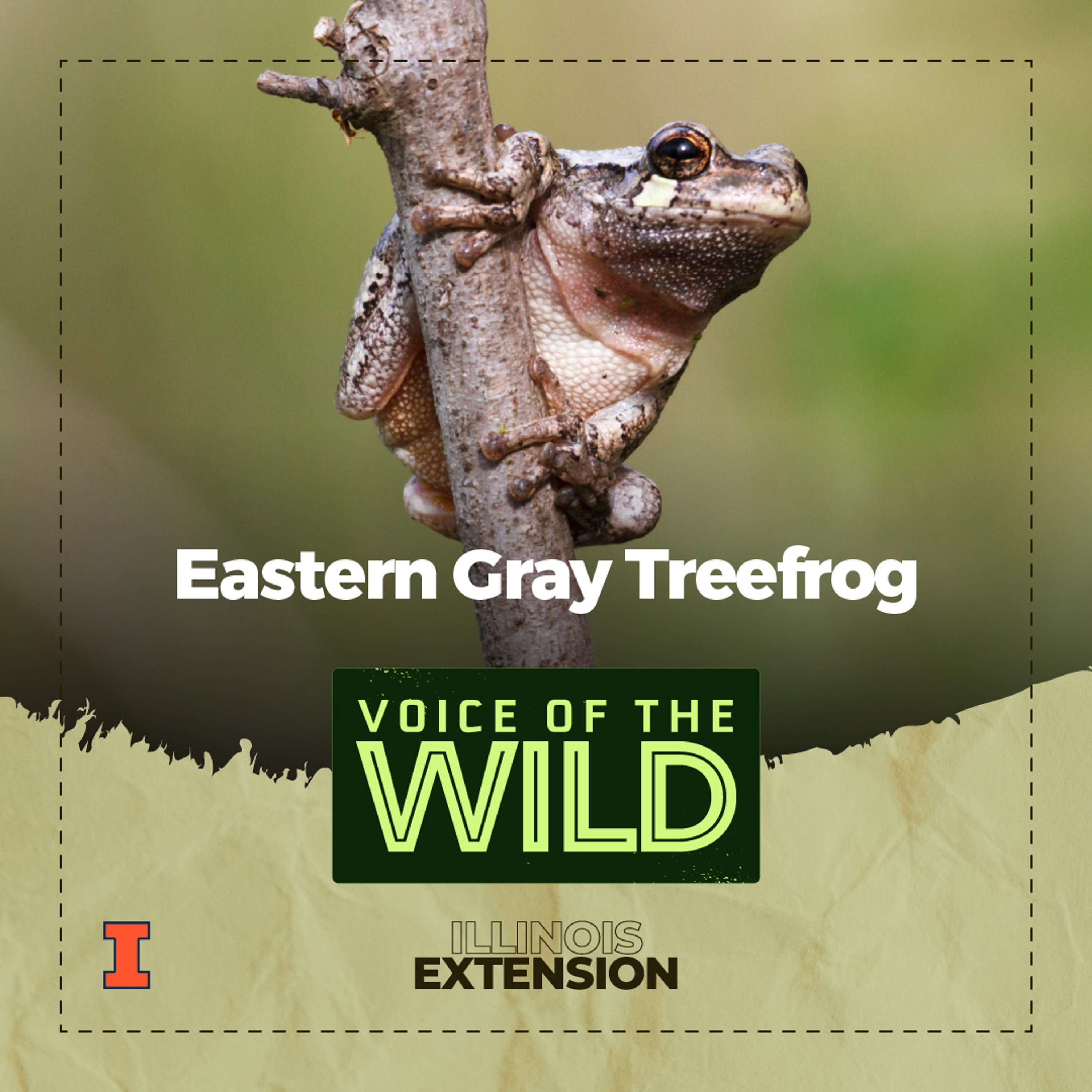 Voice of the Wild