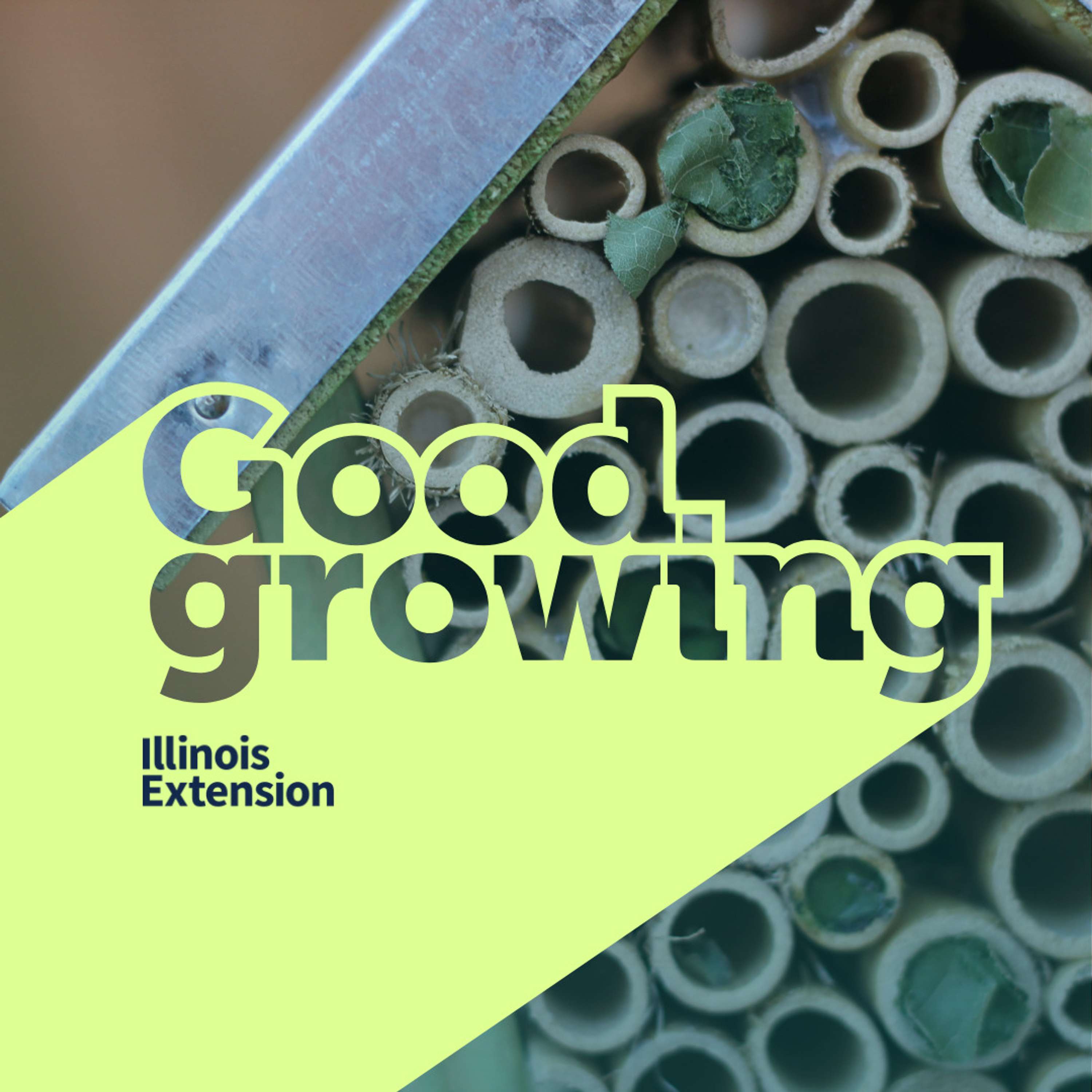 Ep. 162 The science behind bee hotels | #GoodGrowing