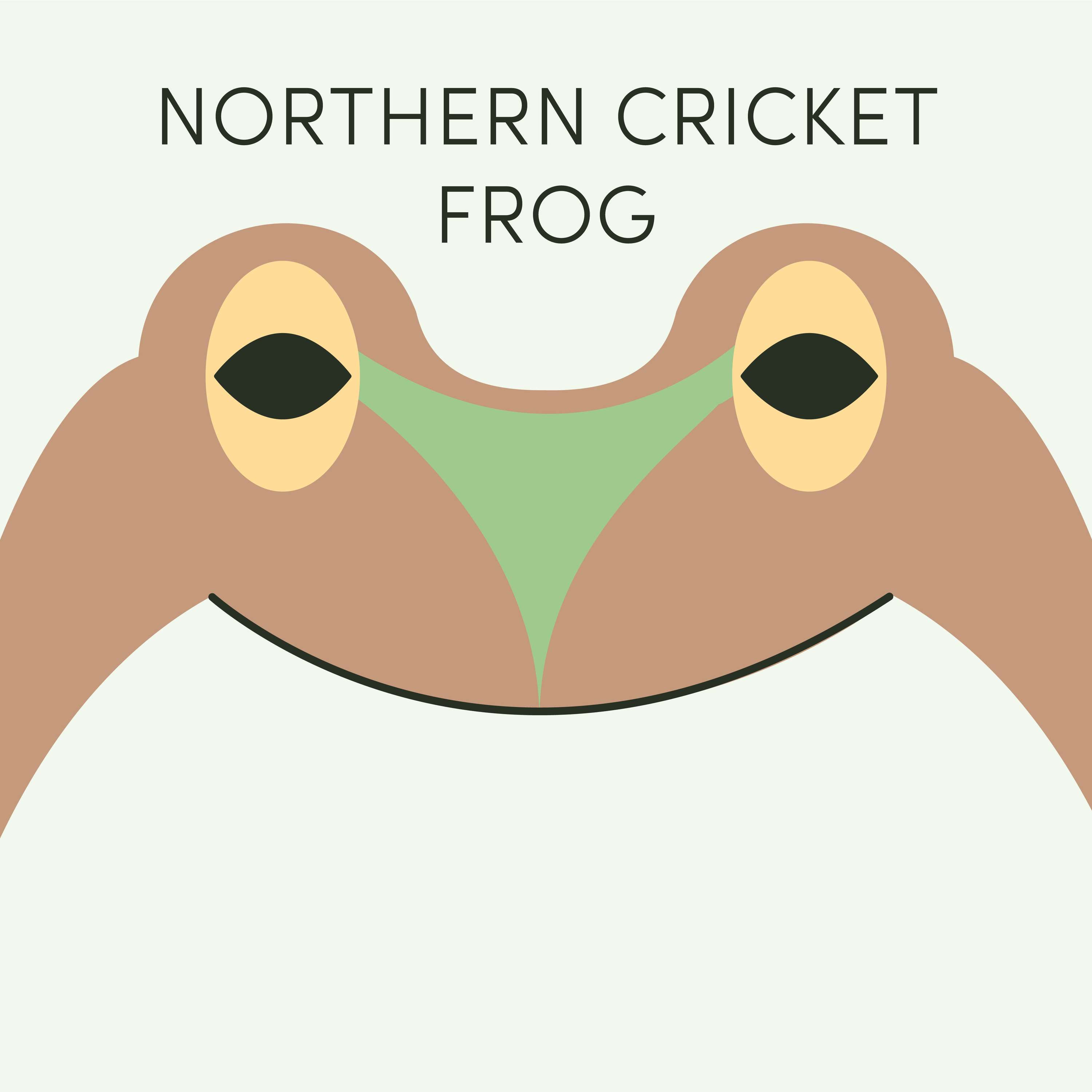 Northern Cricket Frog | Week of November 7th