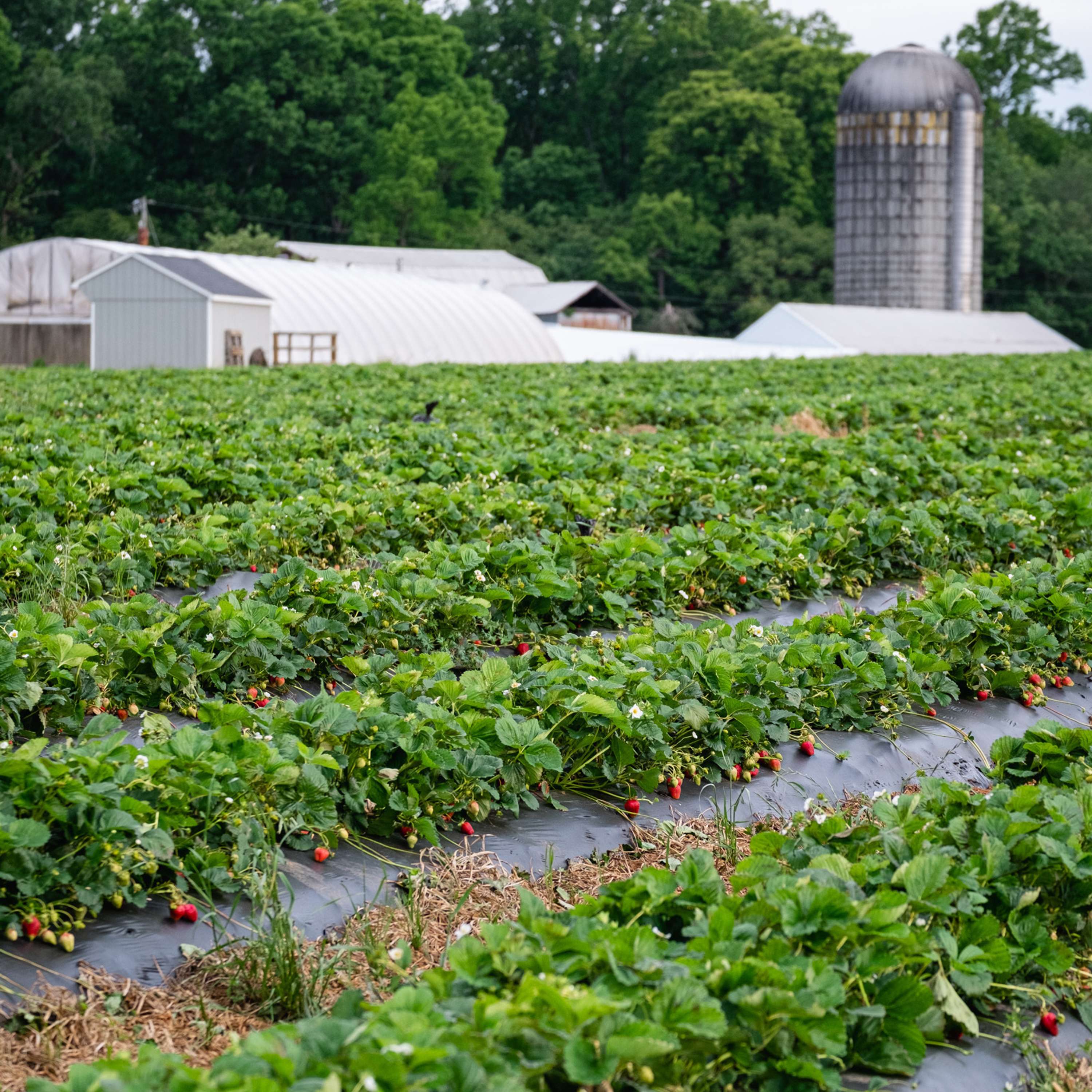 025 - It Has Been a Busy Two Weeks of Strawberry Season