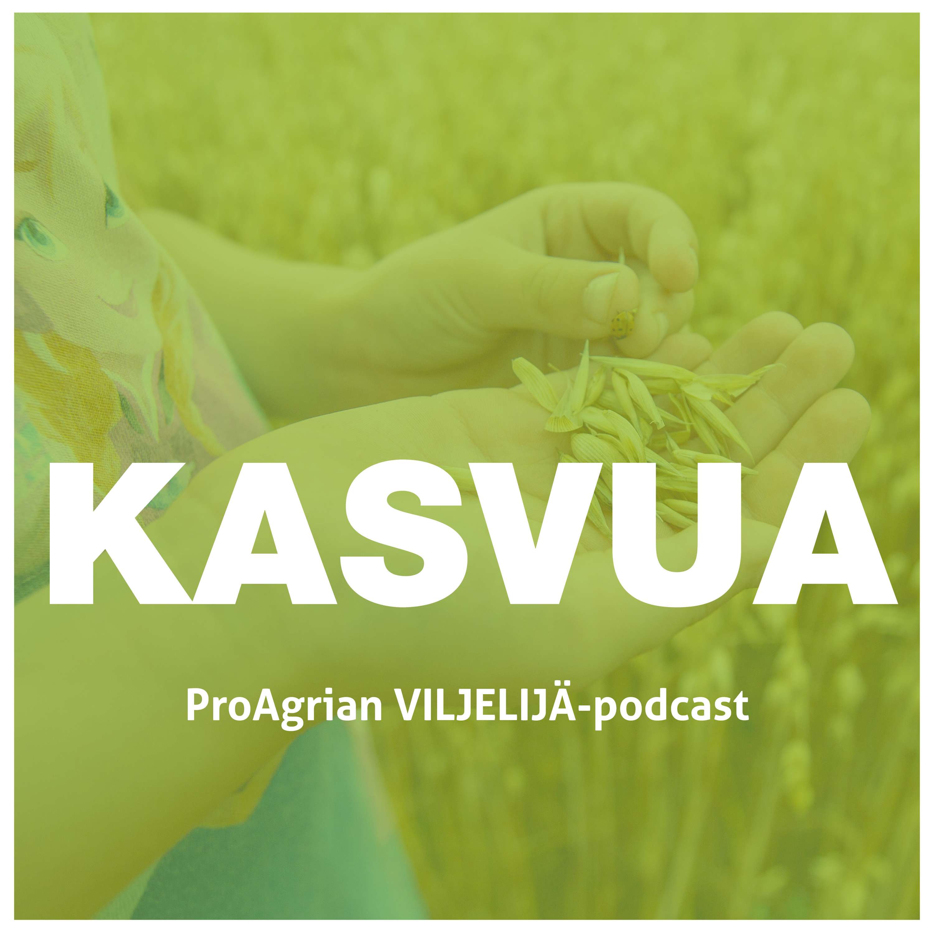 Kasvua