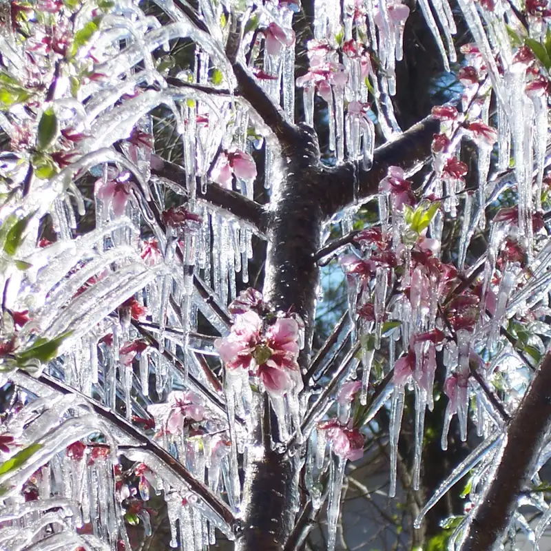 Protecting Fruit Tree Blossoms from Frost with Kevin Folta
