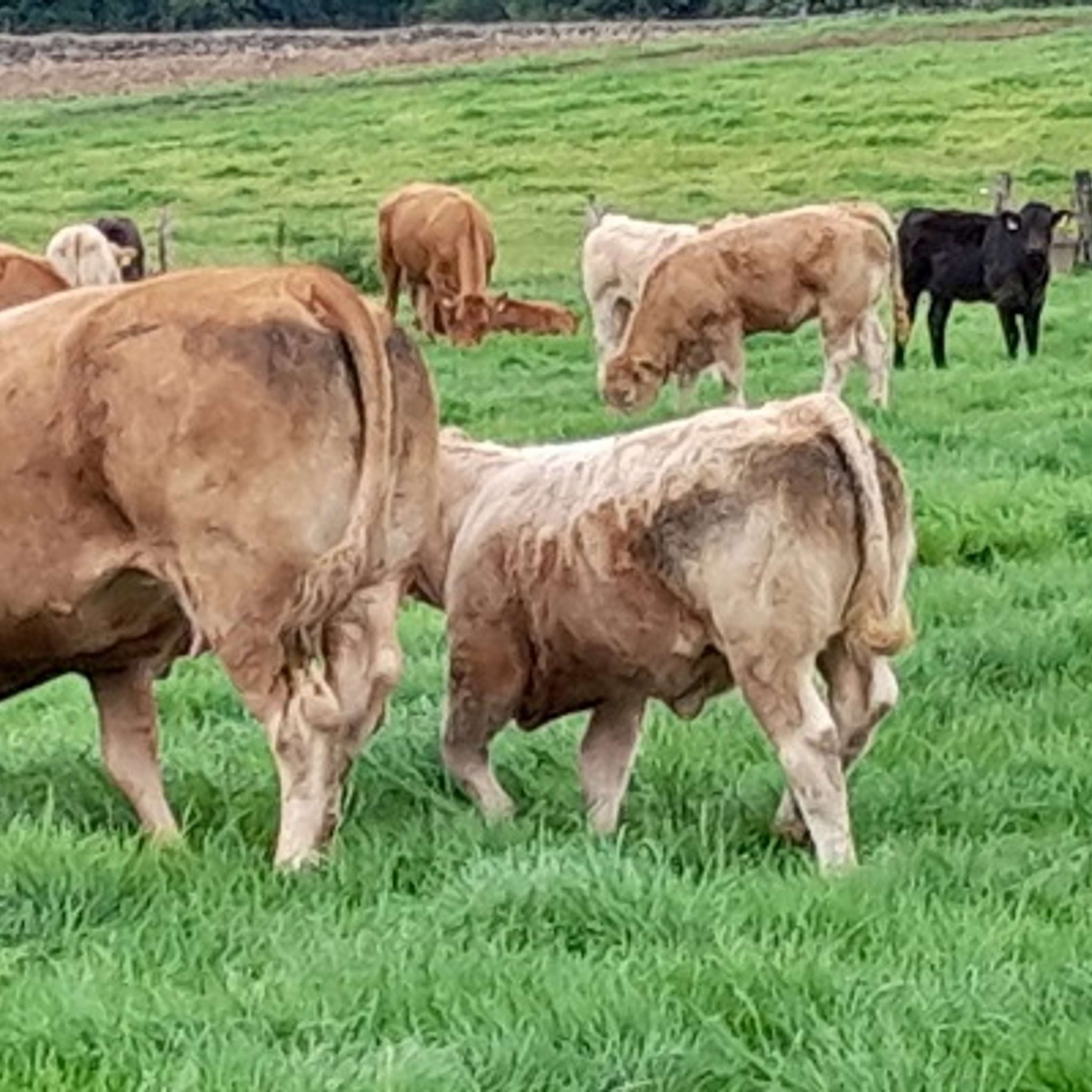 The Beef Edge