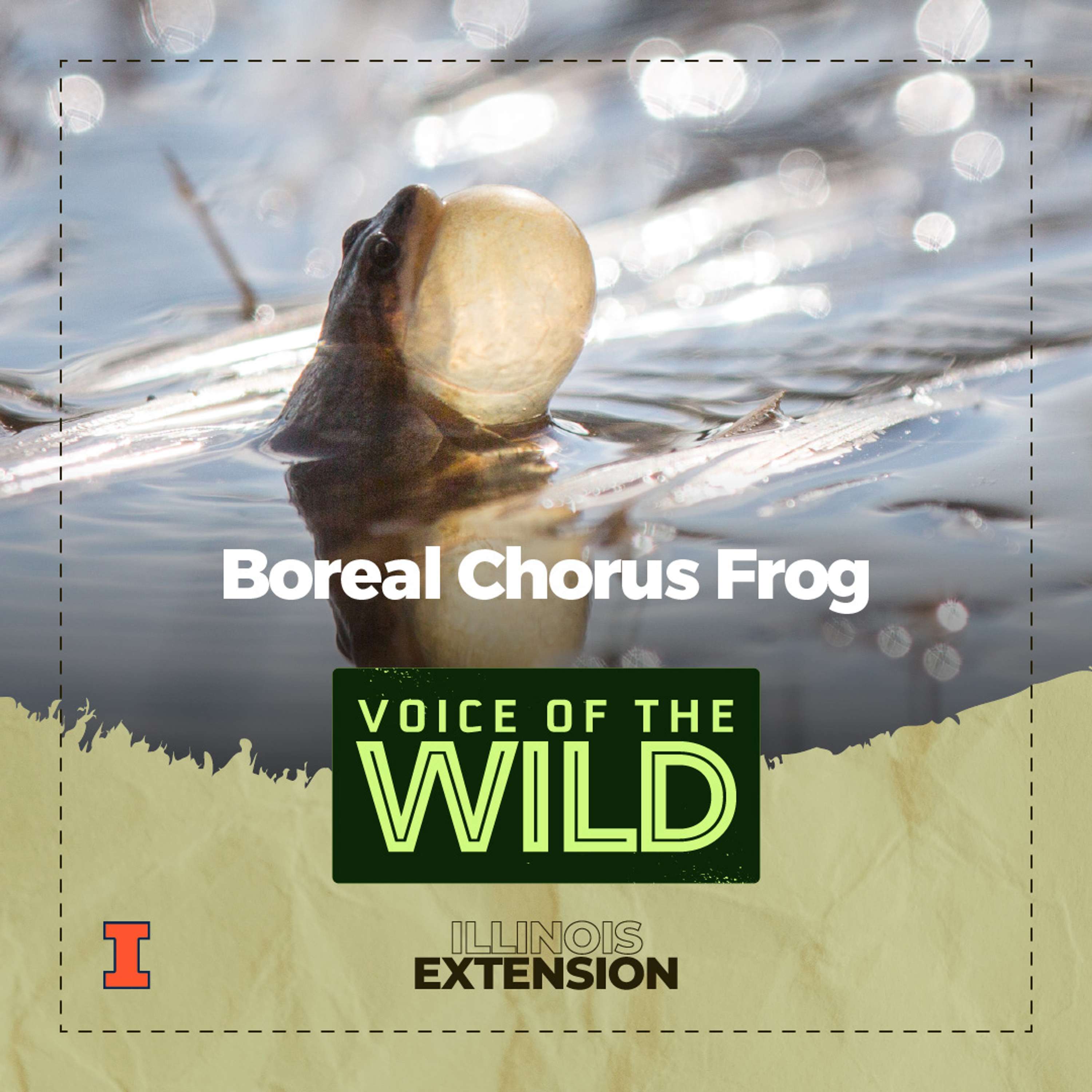 Voice of the Wild